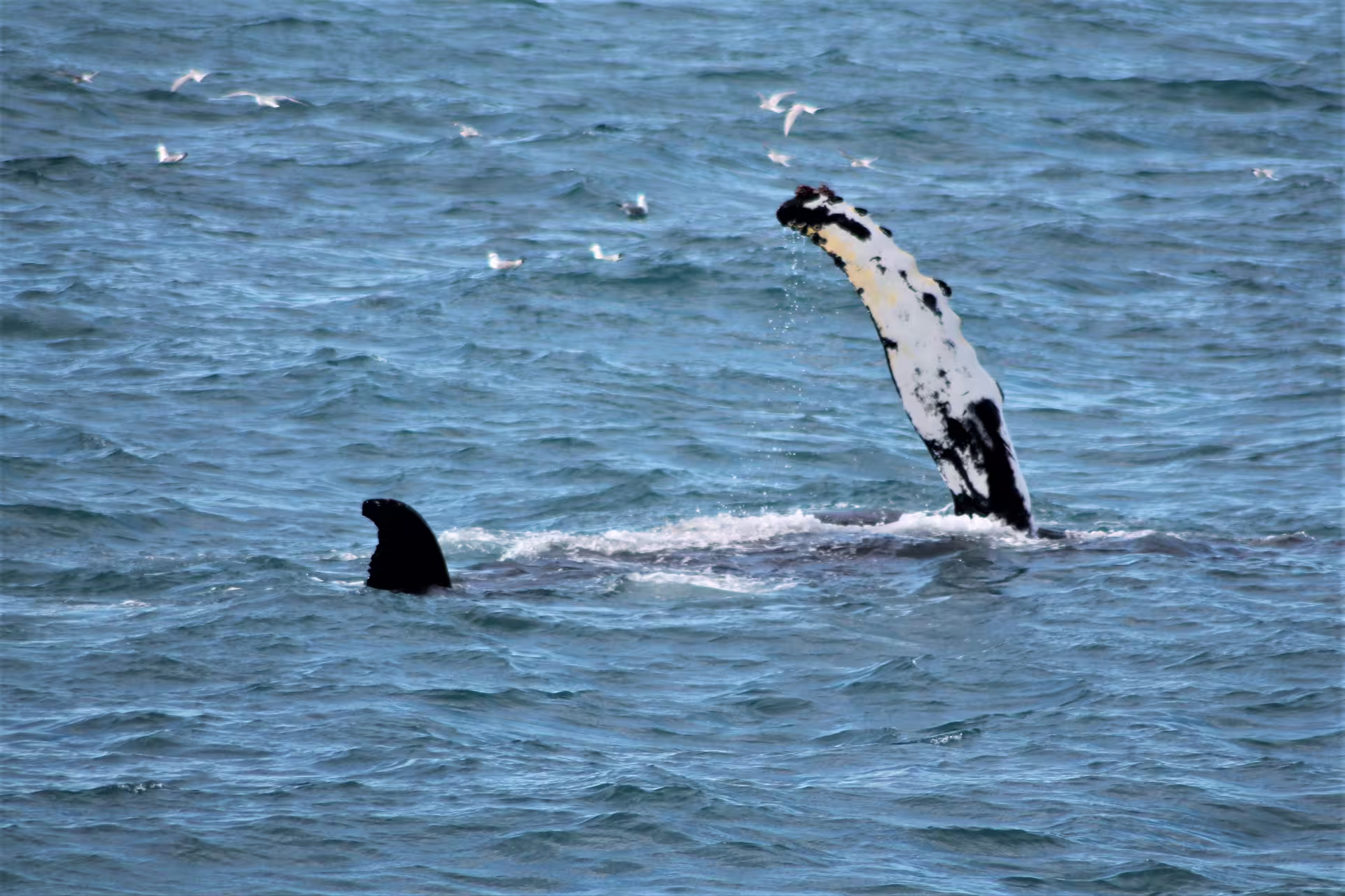 Humpback whale pectoral fin slapping ocean surface with seagulls flying above near Reykjavik