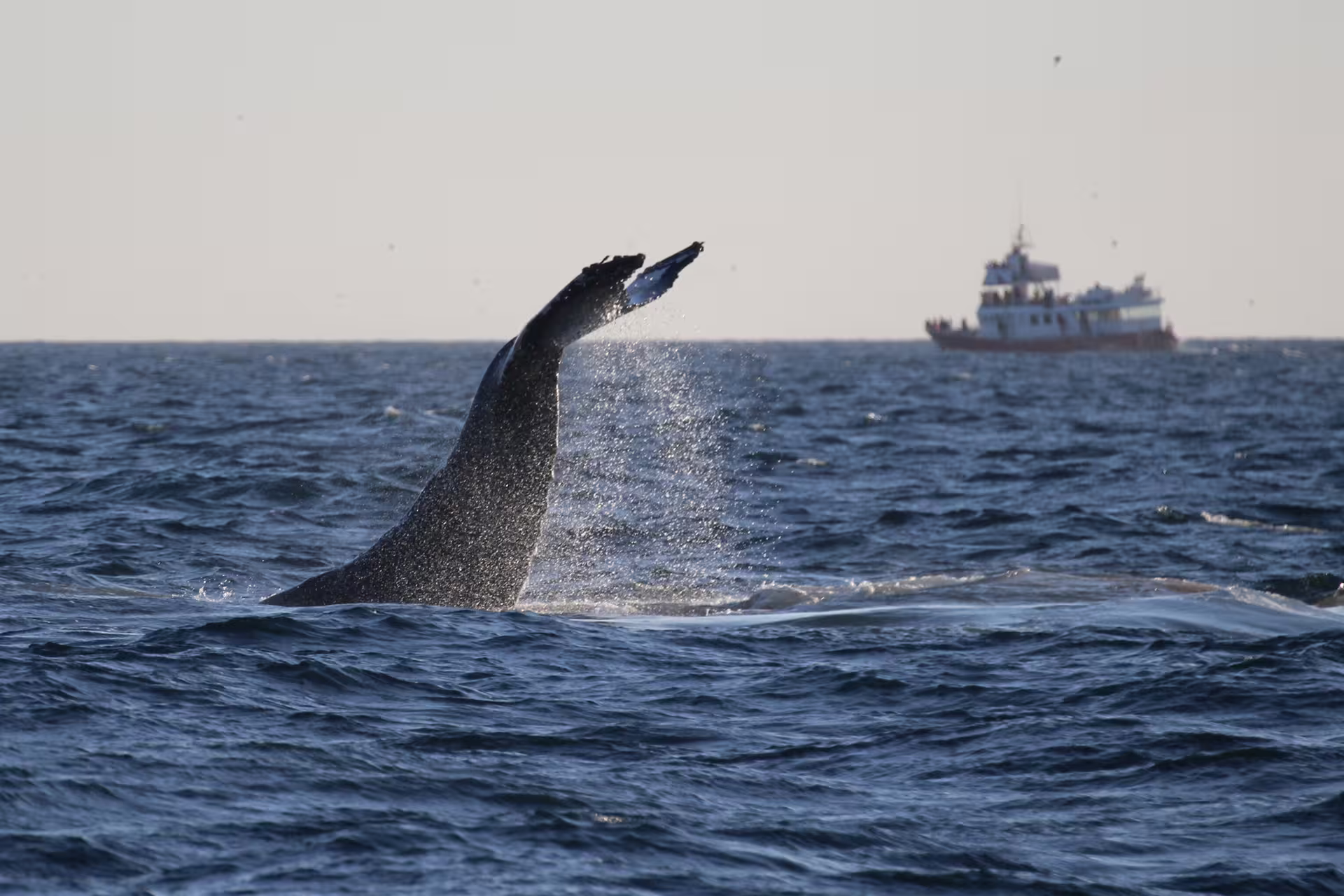 Humpback whale pectoral fin slapping ocean surface with whale watching boat in background, Reykjavik