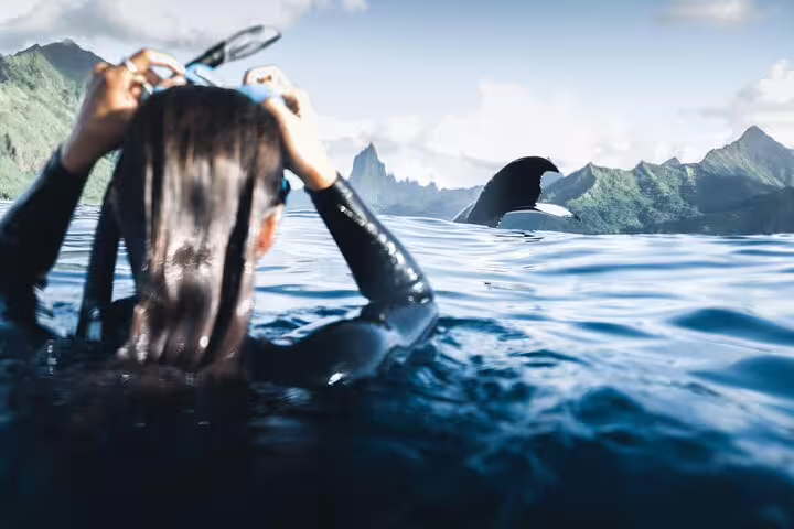 Snorkeler in wetsuit watching humpback whale fin surface near Moorea's green mountains