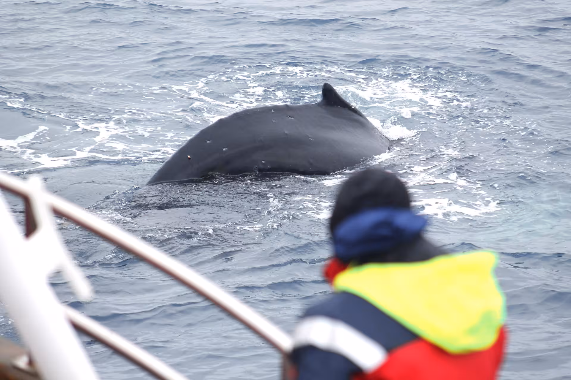 Humpback whale surfacing beside the boat in Húsavík, Iceland, on a guided family-run whale watching tour