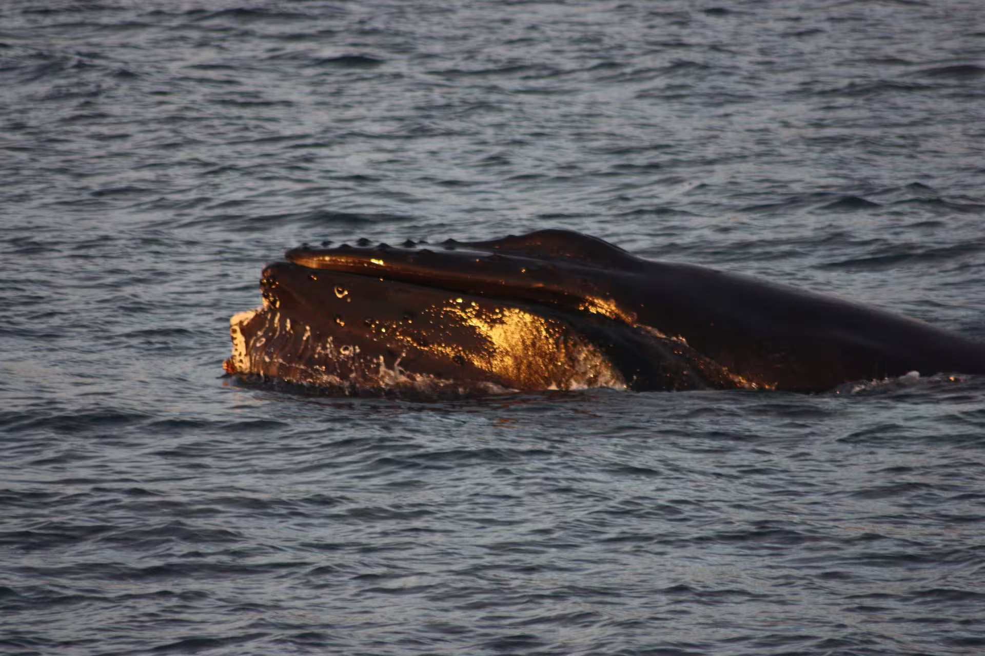 Humpback whale surfacing in golden midnight sun light during whale watching tour in Akureyri Iceland