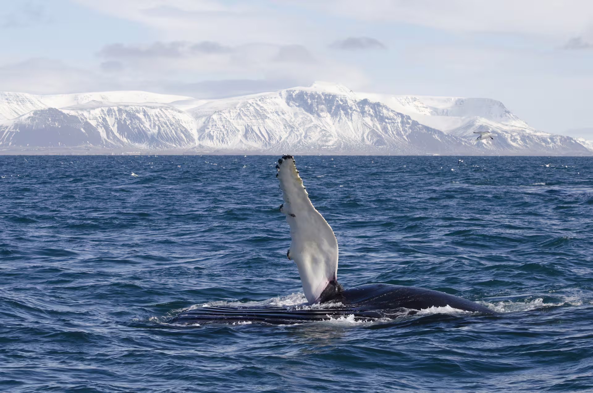 Humpback whale raising its pectoral fin above the ocean surface near Reykjavik with snow-capped mountains in background
