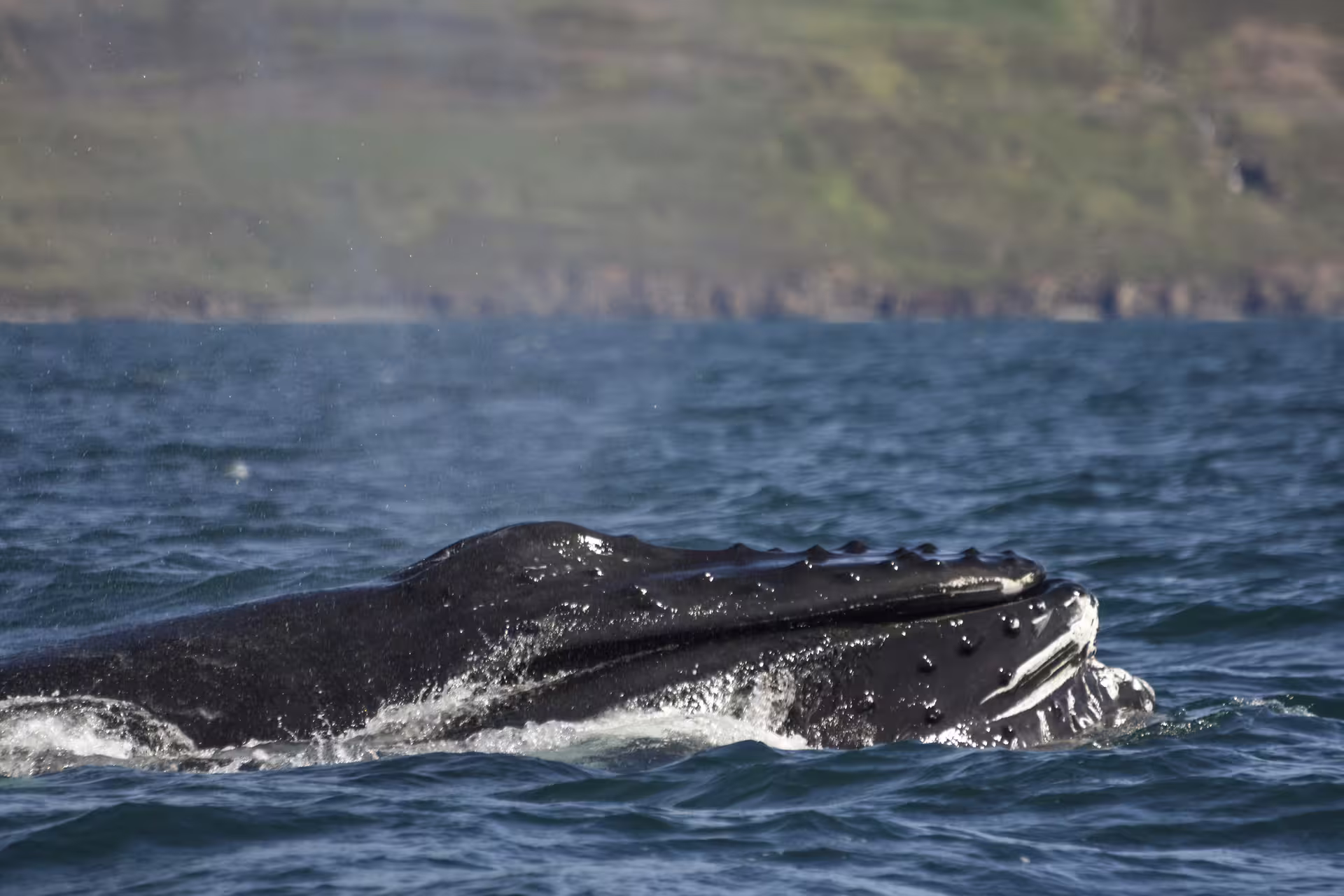 Humpback whale surfacing close-up during whale watching boat tour in Eyjafjord, Akureyri Iceland