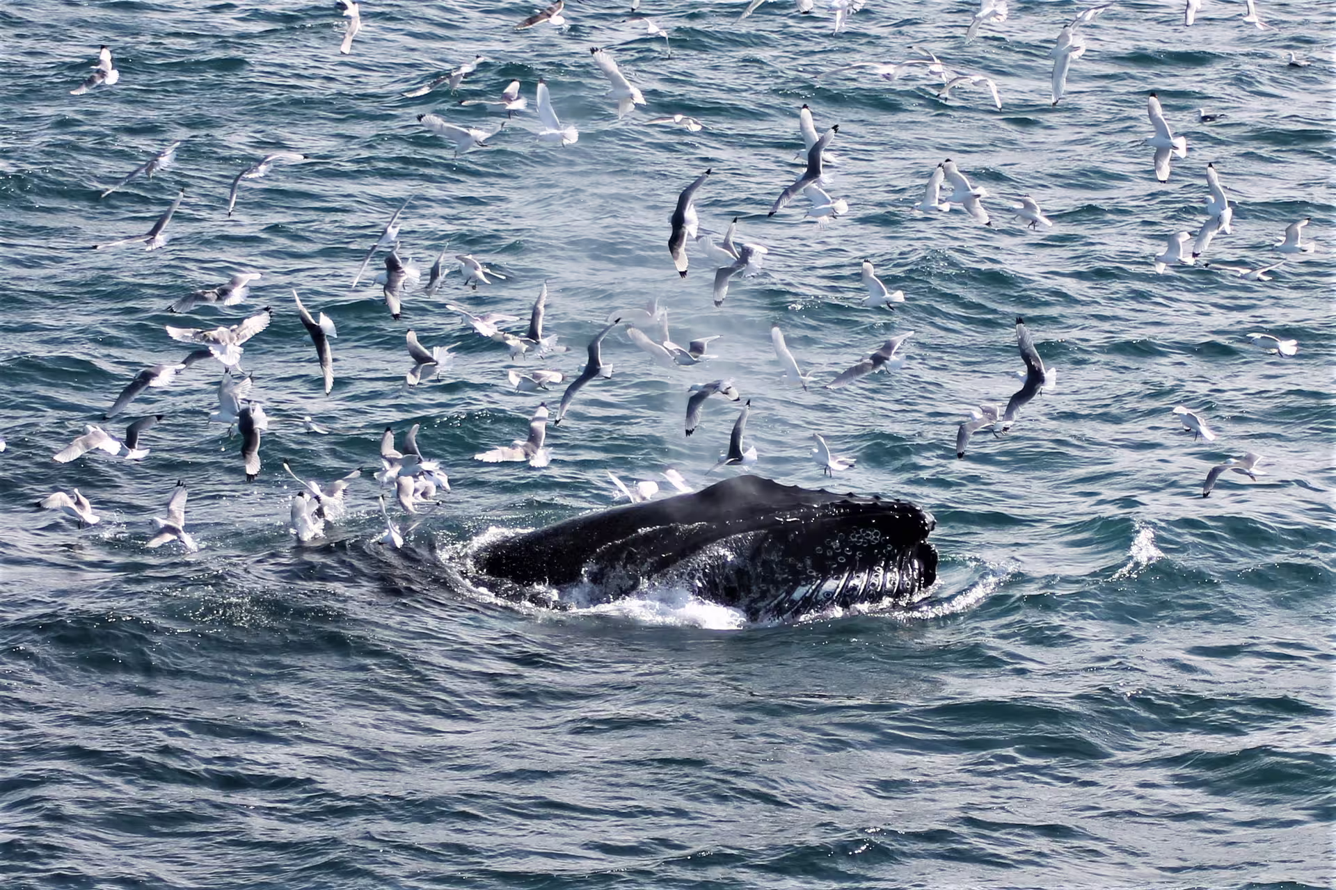 Humpback whale surfacing surrounded by seagulls in Faxafloi Bay during whale watching tour from Reykjavik