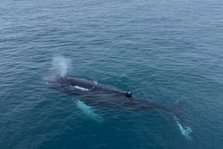 Humpback whale surfacing and blowing spray near Reykjavik on a whale watching tour
