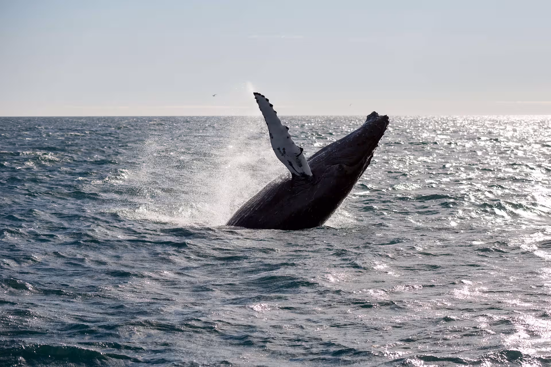 Whale surfacing in the North Atlantic Ocean during a guided whale watching tour from Reykjavík, with opportunities to spot humpback whales,