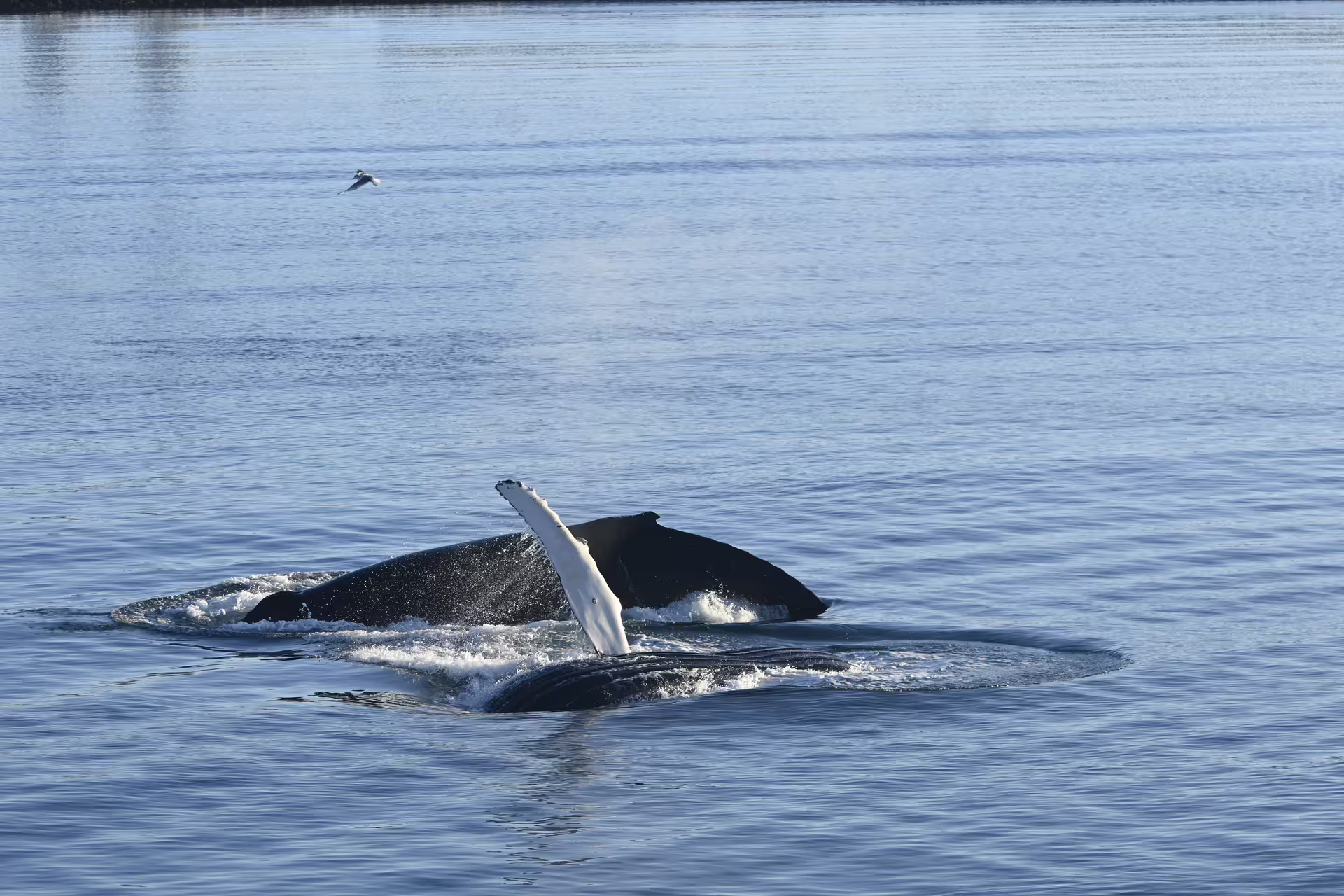 Humpback whale surfacing with white pectoral fin raised during whale watching tour in Reykjavik waters