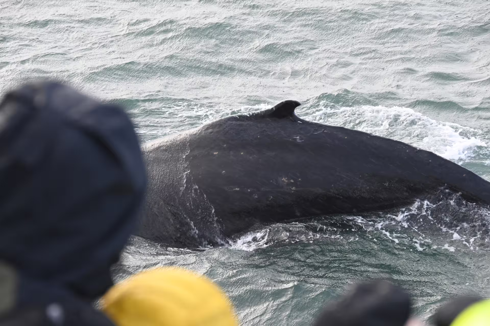 Close-up of a humpback whale surfacing near a whale watching boat in Reykjavik waters