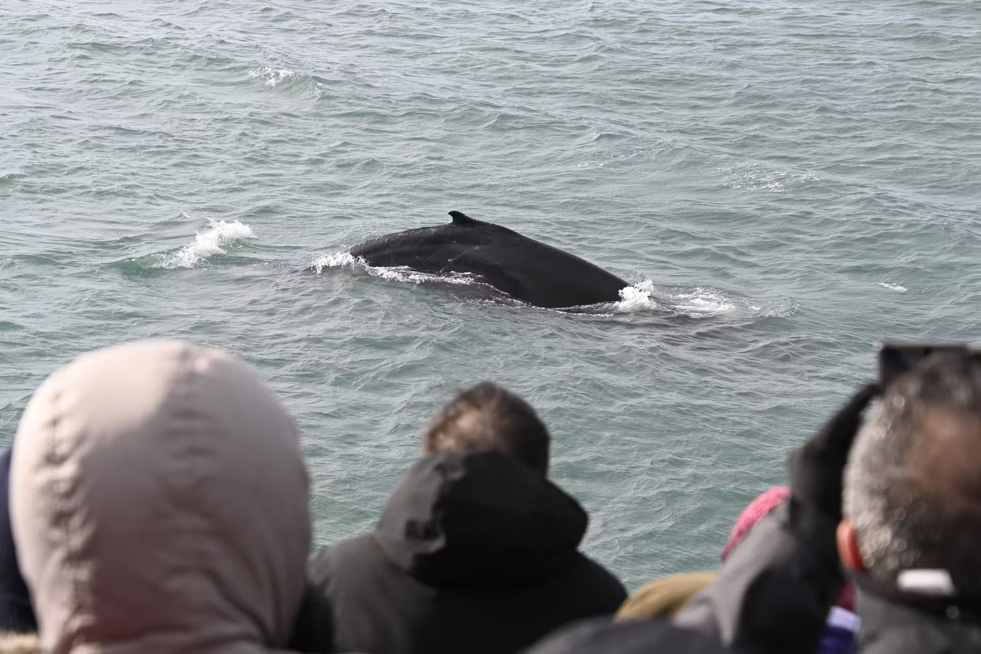 Whale watchers on a boat observing a humpback whale surfacing near Reykjavik, Iceland