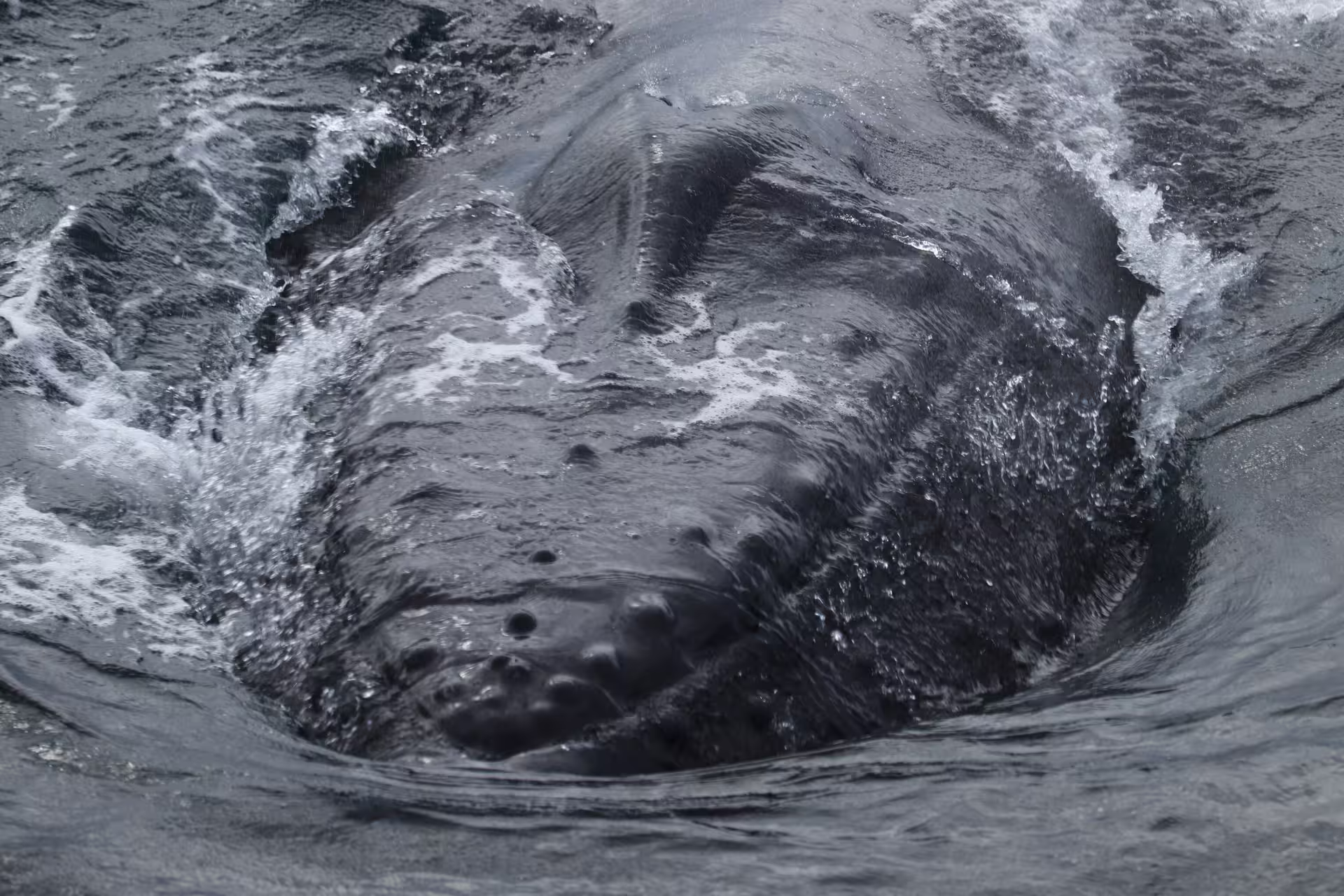 Close-up of a humpback whale surfacing near a boat during a Reykjavik whale watching tour