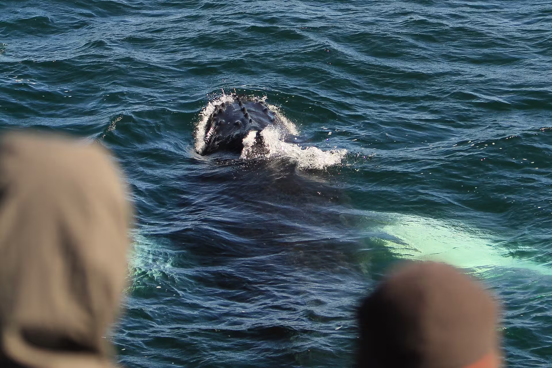 Humpback whale surfacing near whale watching boat in Reykjavik Iceland waters