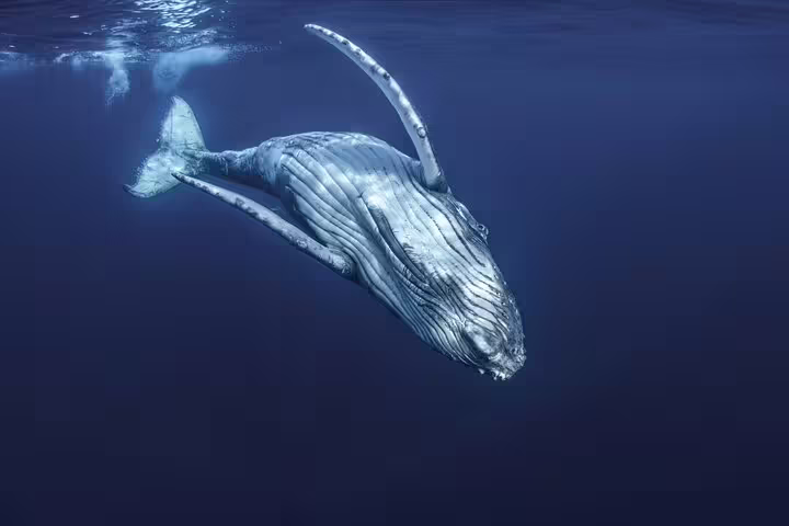 Humpback whale swimming underwater near the surface in the blue ocean waters of Moorea