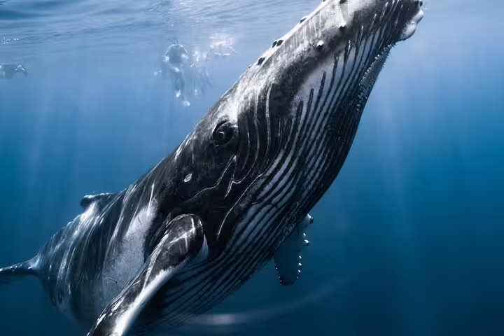 Humpback whale swimming underwater in Moorea's clear blue ocean waters