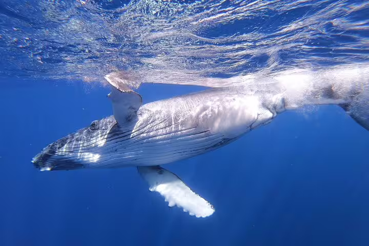 Humpback whale calf swimming near surface in clear blue waters of Moorea, French Polynesia