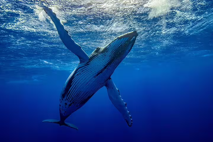 Humpback whale swimming underwater near surface in clear blue ocean in Moorea