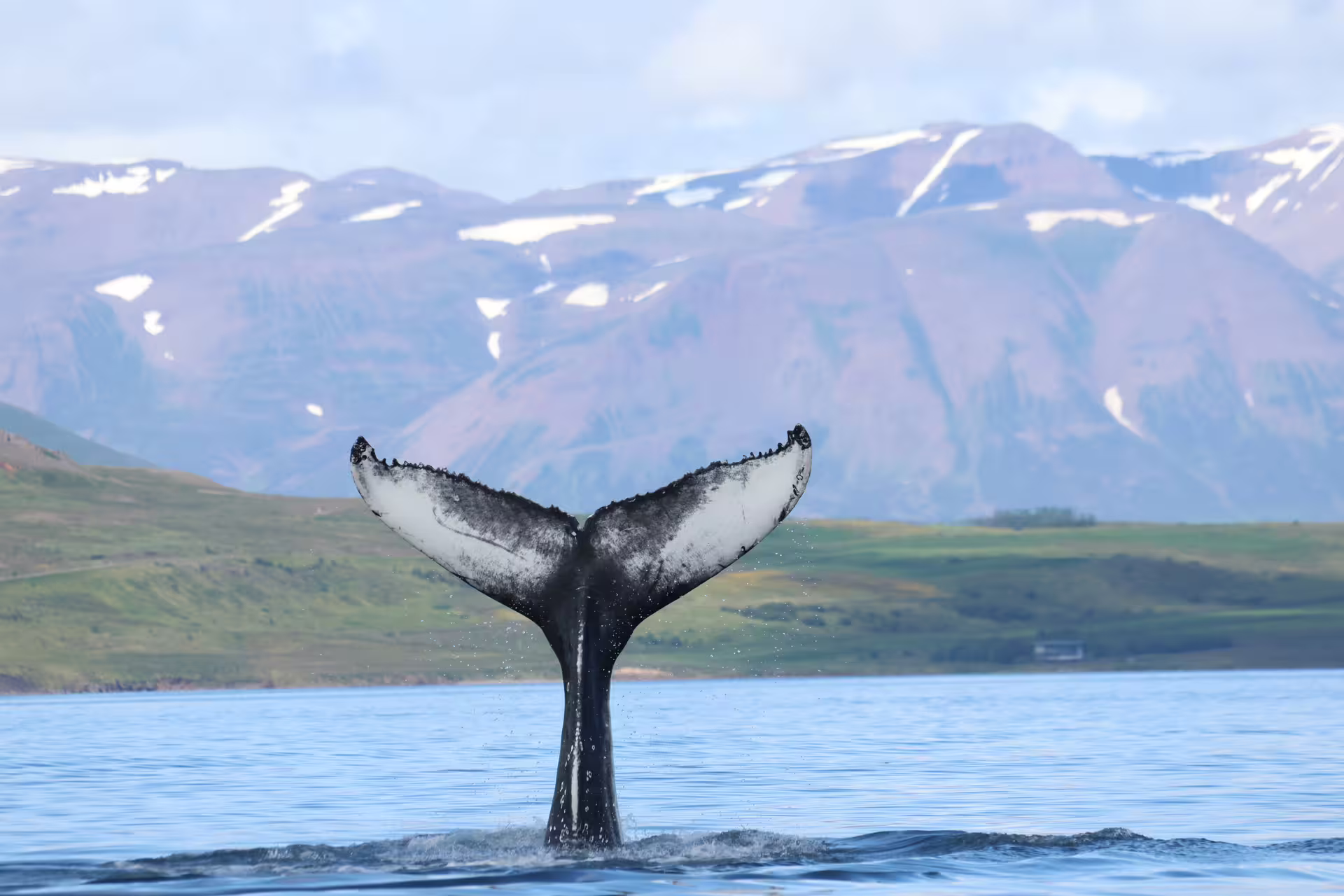 Humpback whale tail fluke rising from ocean waters near Akureyri with snow-capped Icelandic mountains behind