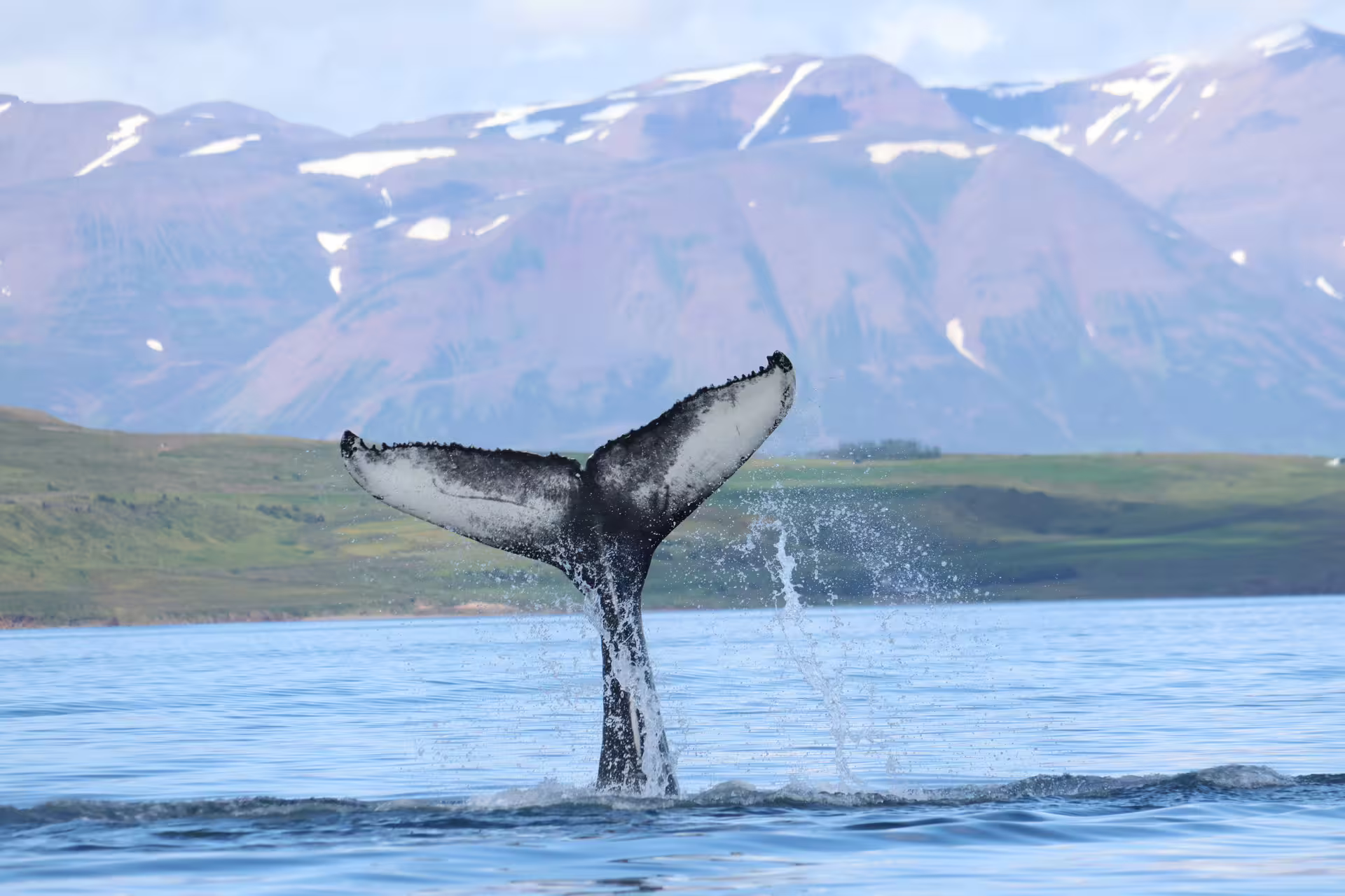 Humpback whale tail fluking above water with snow-capped mountains of Eyjafjord, Akureyri in background