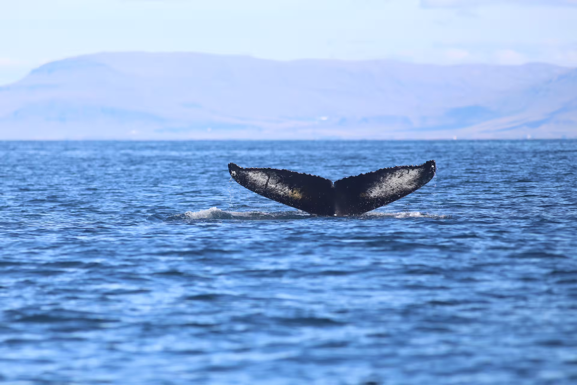 Humpback whale tail fluke rising above Faxafloi Bay with mountains in background, Reykjavik Iceland