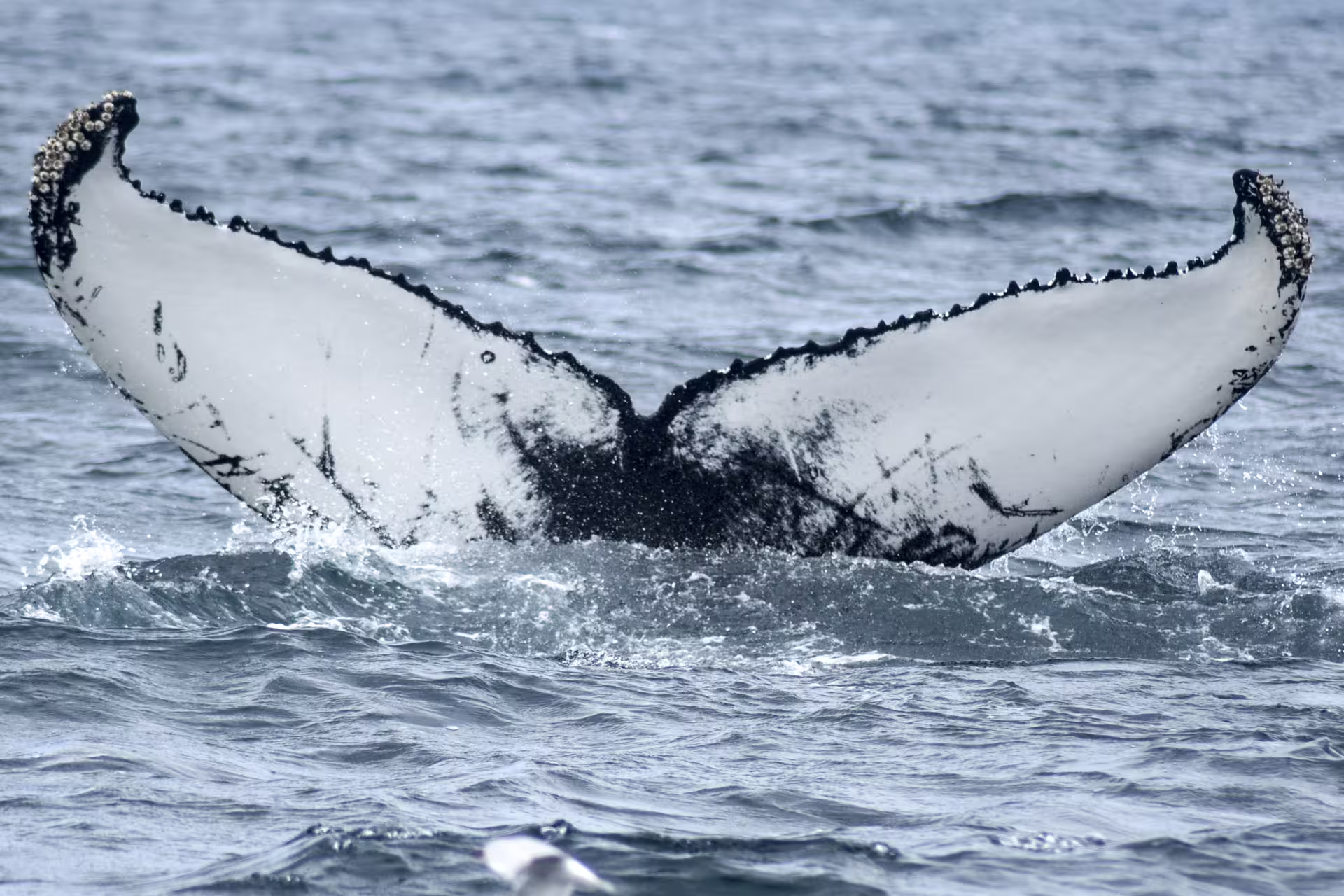 Humpback whale tail fluke rising above the ocean surface during whale watching tour in Iceland