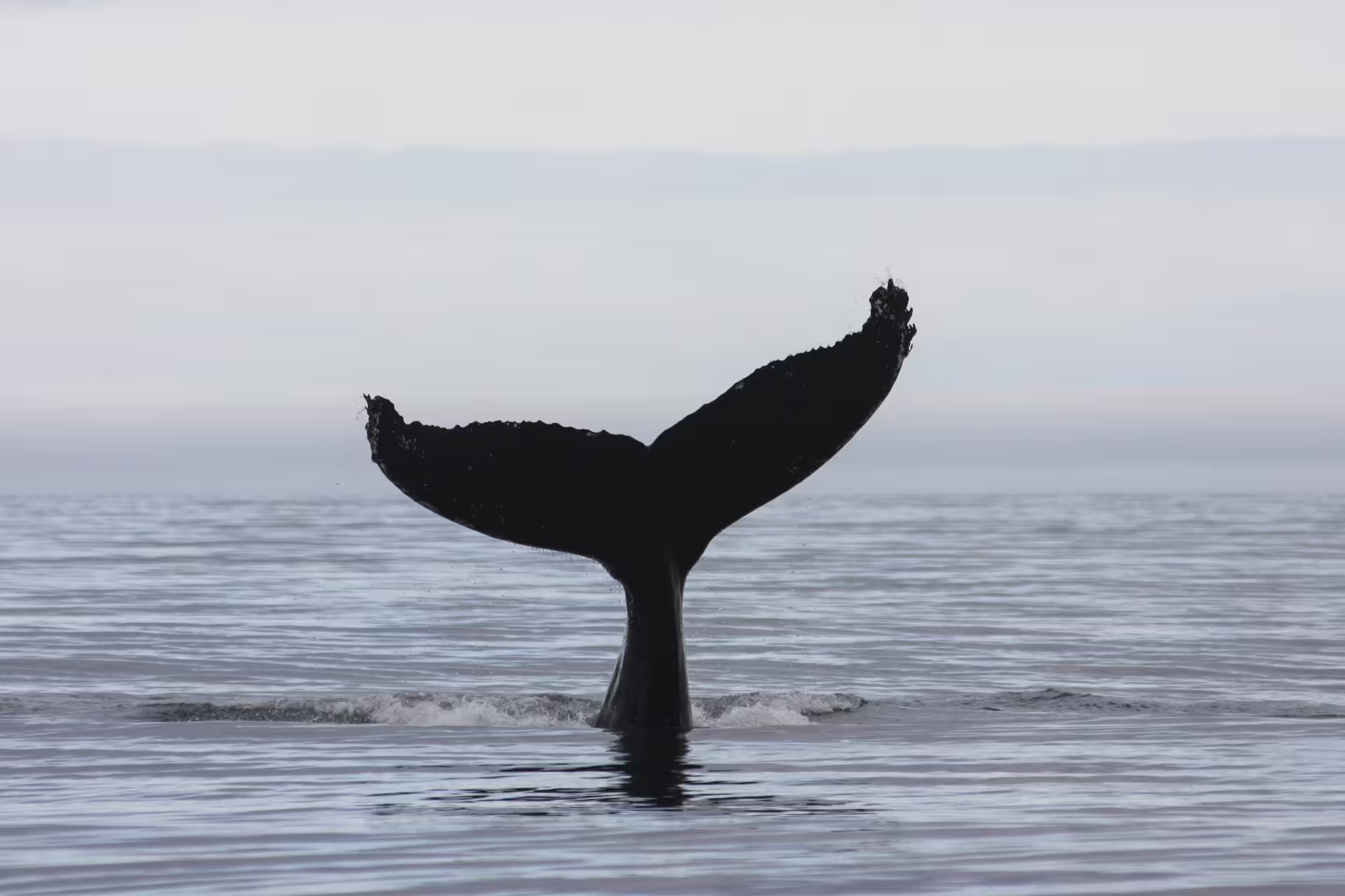 Humpback whale tail fluking above calm ocean waters during whale watching tour in Eyjafjord, Akureyri