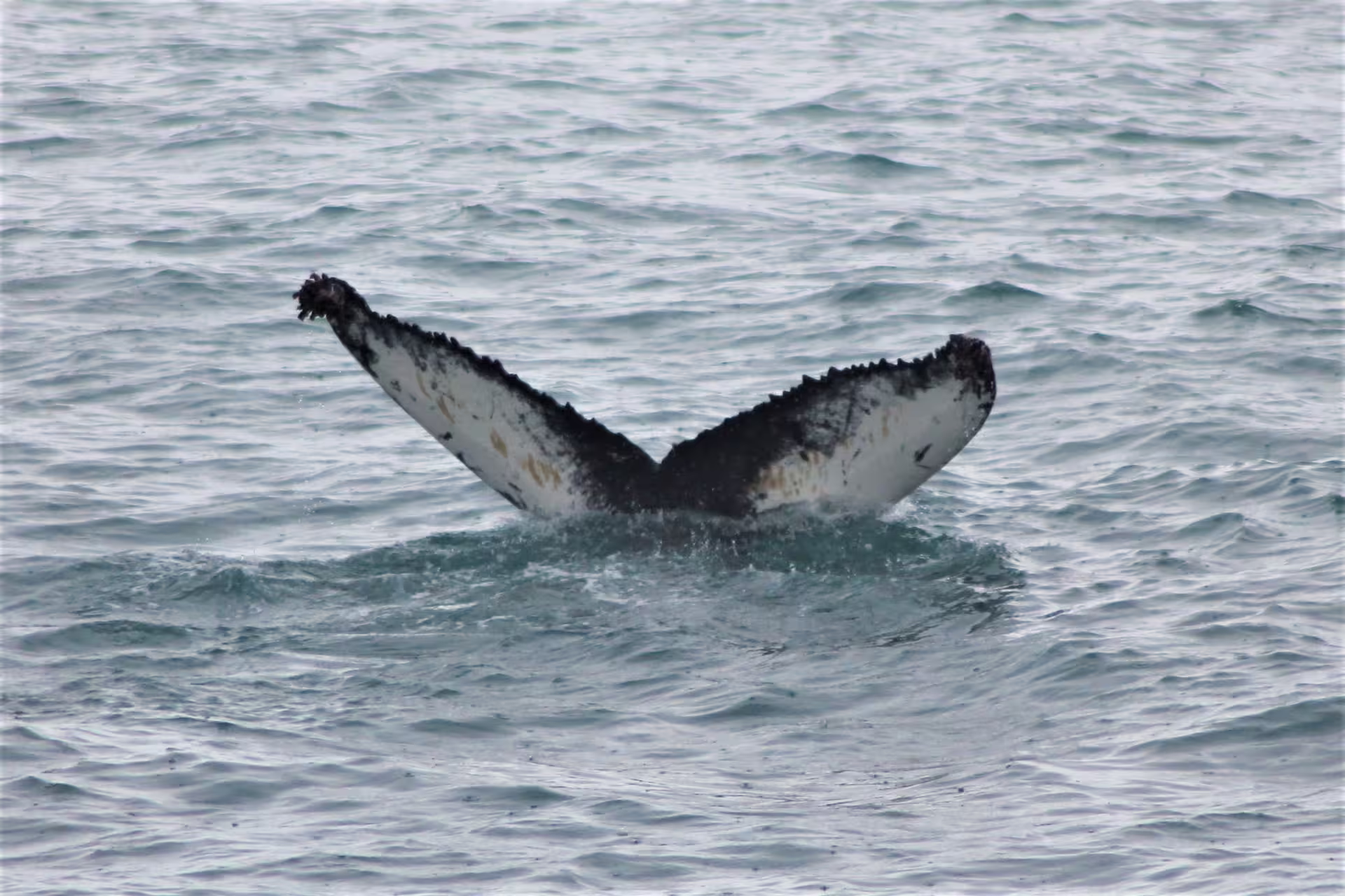 Humpback whale tail fluke rising above the ocean surface in Faxafloi Bay, Iceland