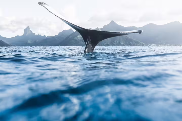Humpback whale tail fluke rising above blue ocean surface with misty mountains of Moorea in background