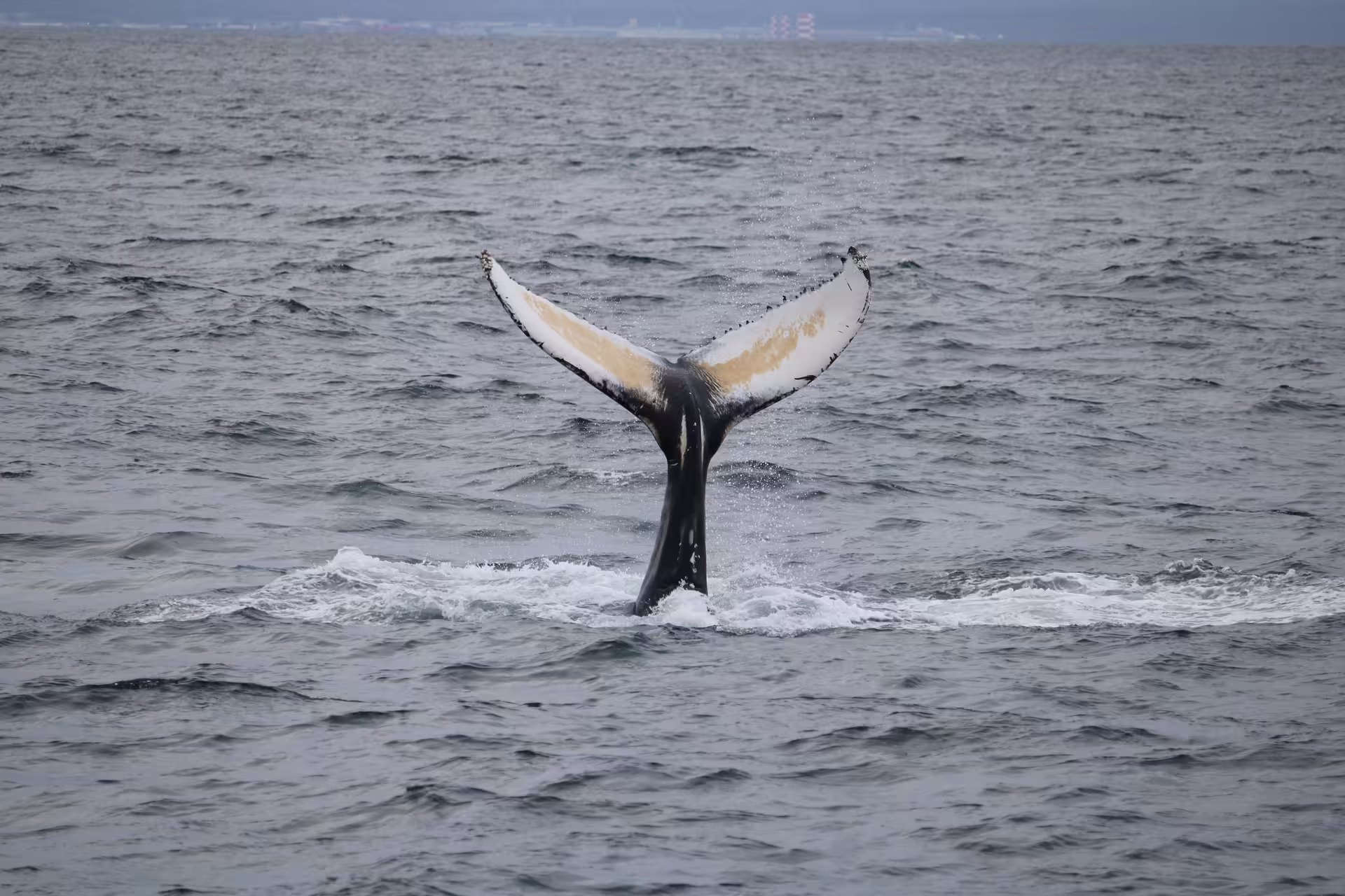 Humpback whale tail fluke rising above ocean surface during whale watching tour from Reykjavik