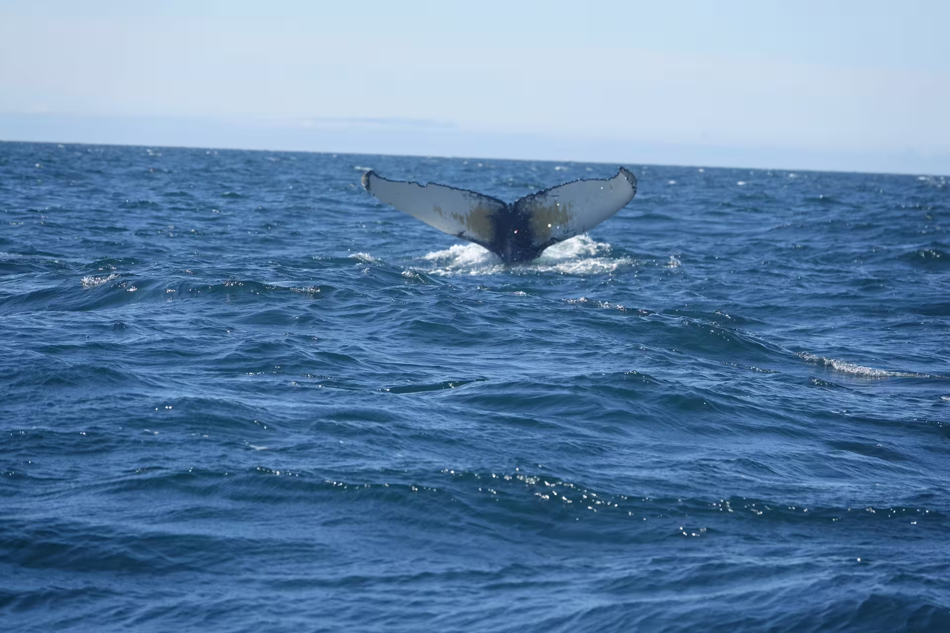 Humpback whale tail fluke rising above the ocean surface during whale watching tour in Reykjavik Iceland
