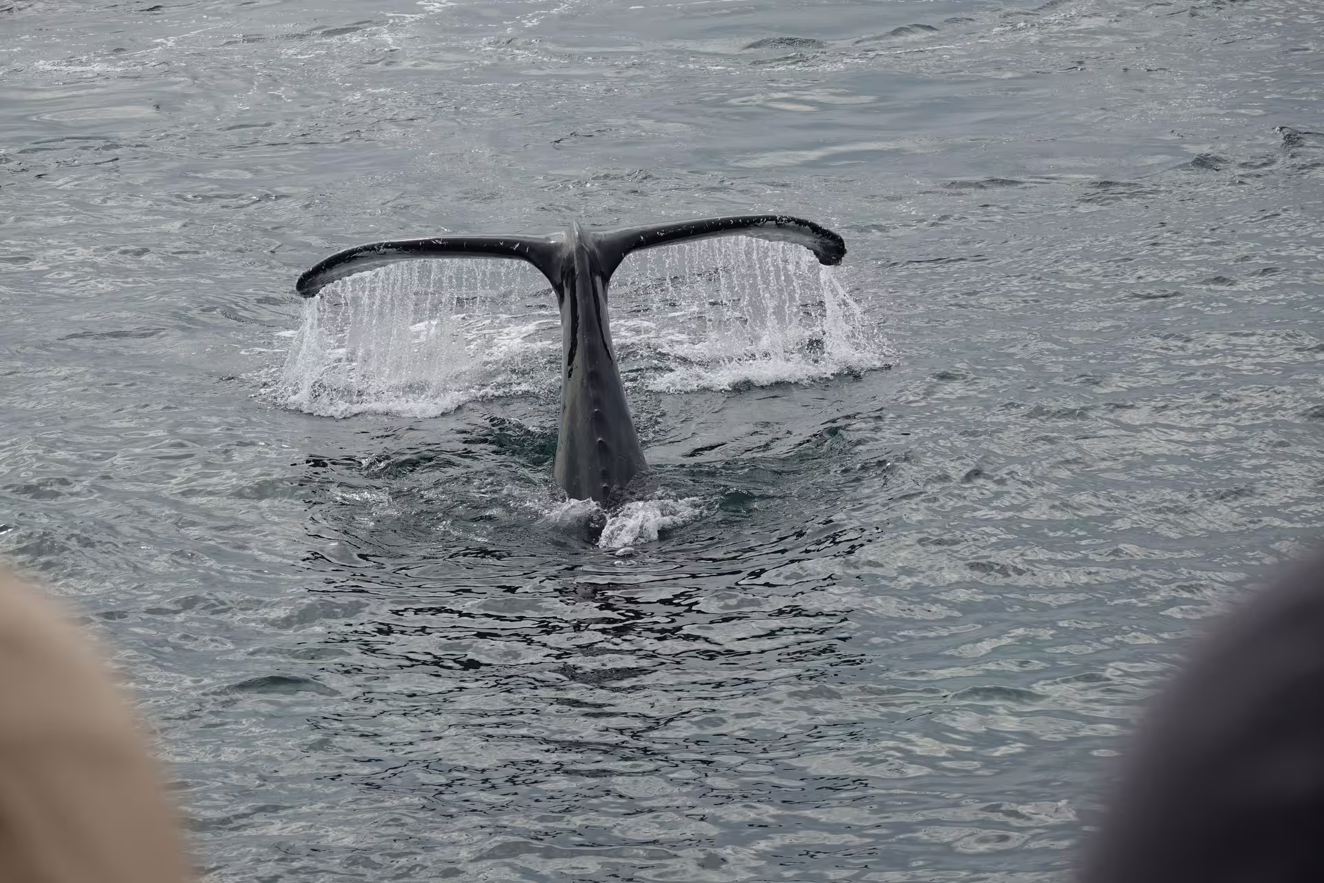 Humpback whale tail fluke rising above ocean surface during whale watching tour from Reykjavik
