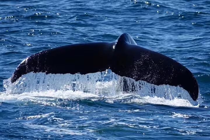 Humpback whale tail fluke rising above the ocean surface during a whale watching tour in Reykjavik