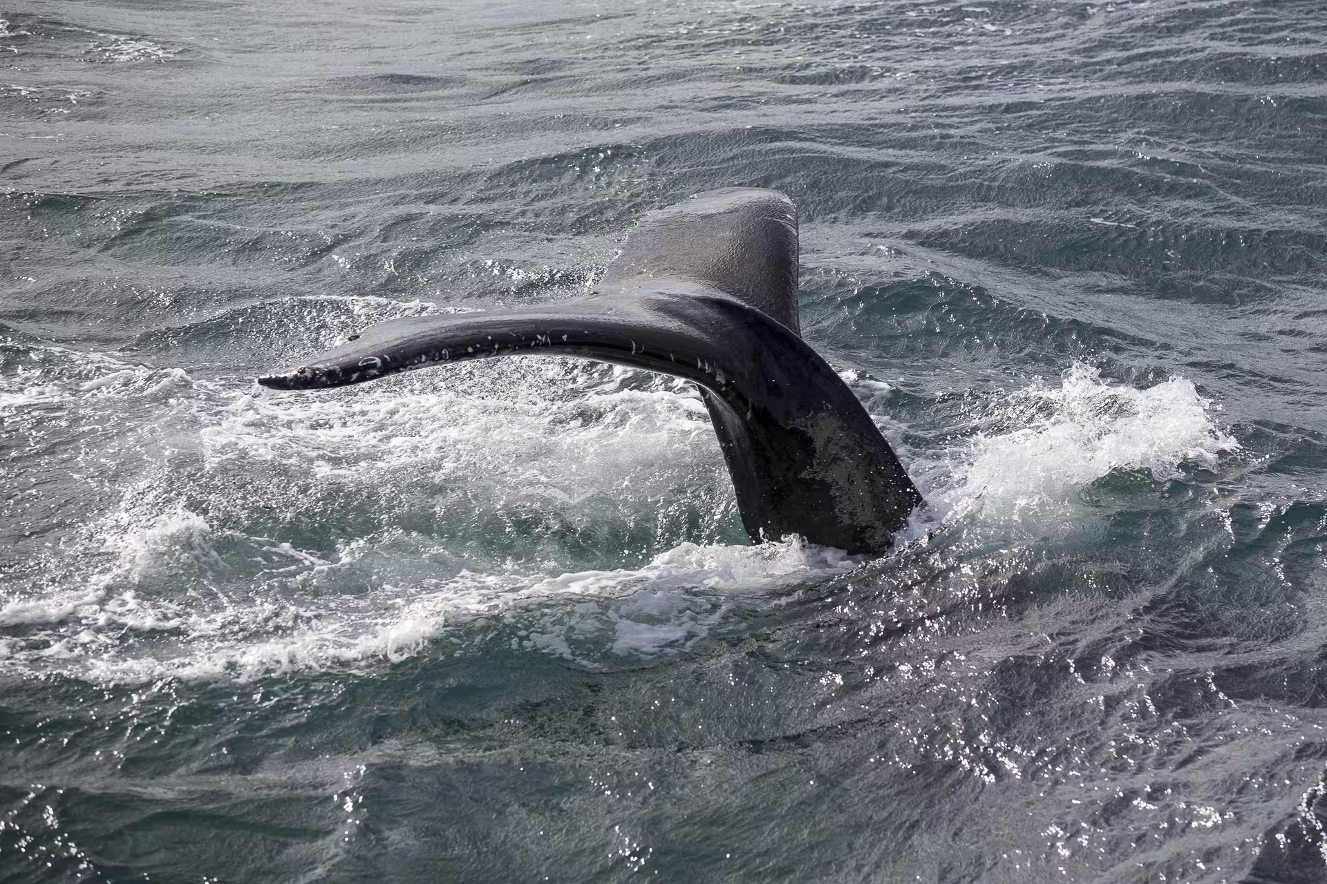 Humpback whale tail fluke rising above choppy ocean waters during Reykjavik whale watching tour