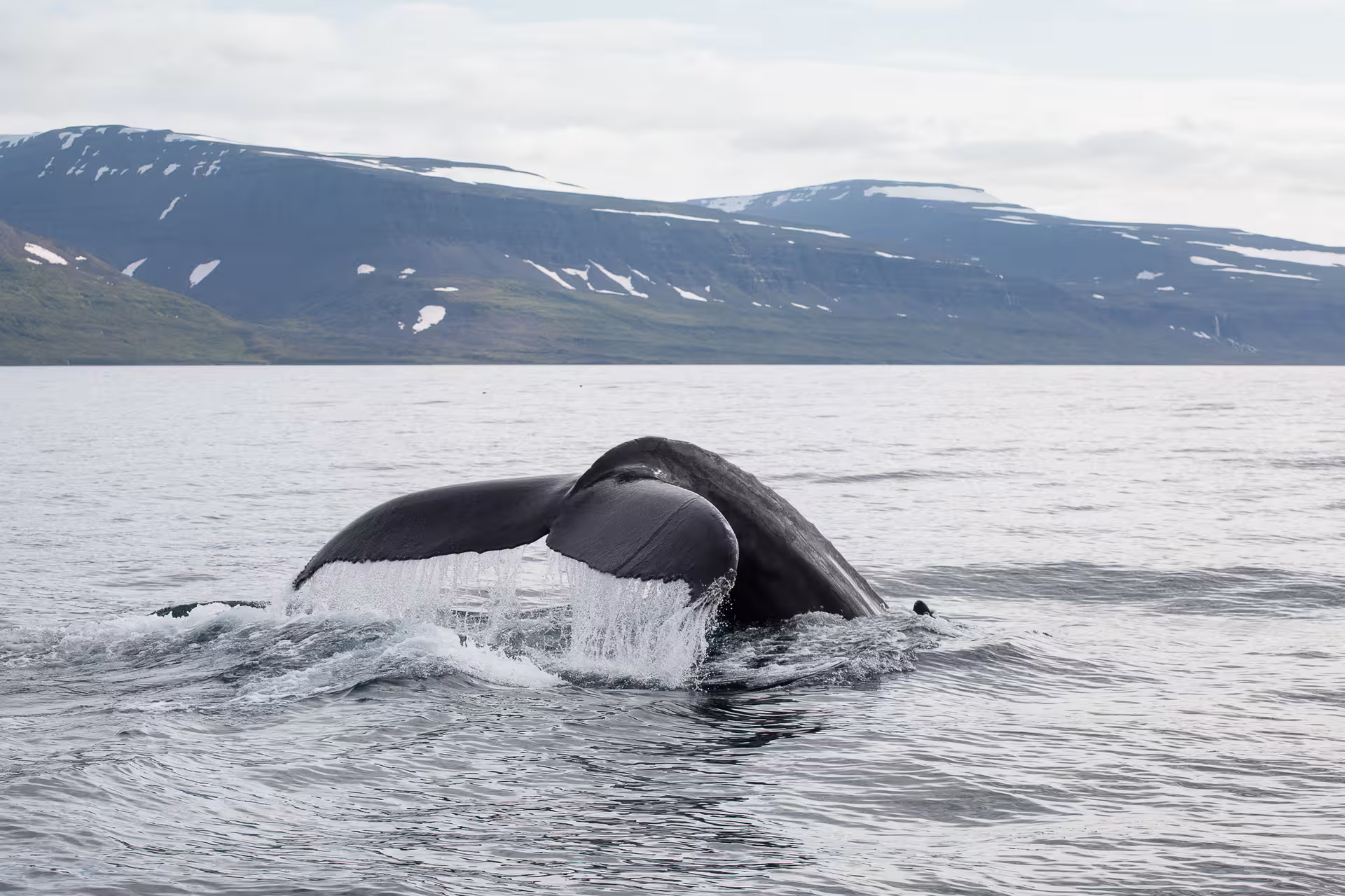 Humpback whale tail fluke diving in Iceland fjord, highlight of solar eclipse and whale watching tour