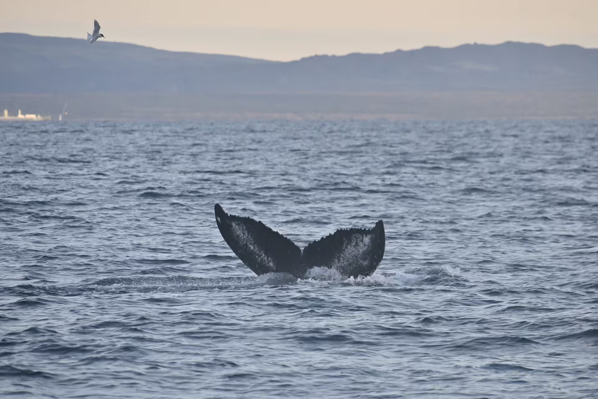 Humpback whale tail fluke rising above calm ocean waters near Reykjavik with mountains in background