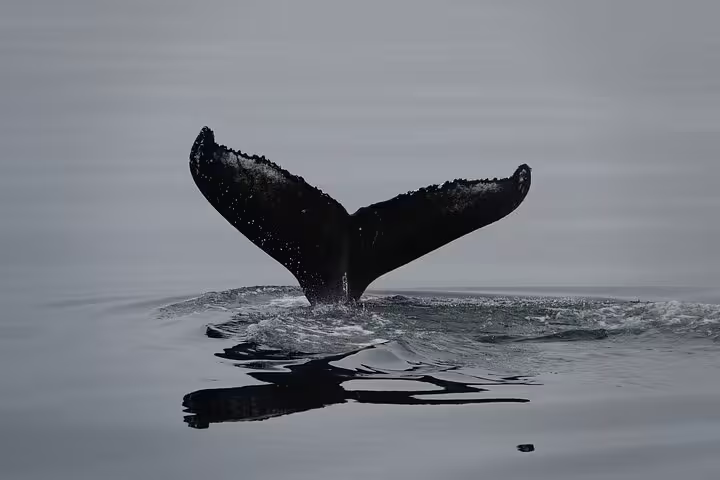 Humpback whale tail fluke rising above calm ocean waters during whale watching tour in Reykjavik
