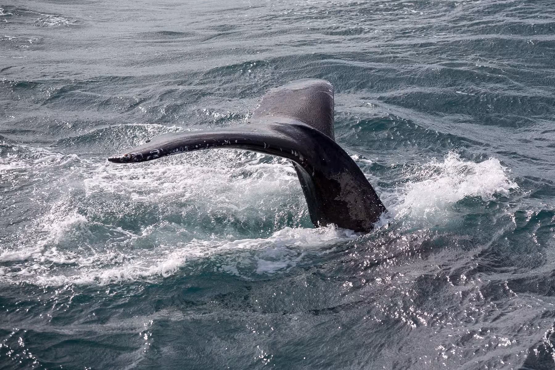 A humpback whale raises its tail before a deep dive during a whale watching tour departing from Reykjavík Harbour.