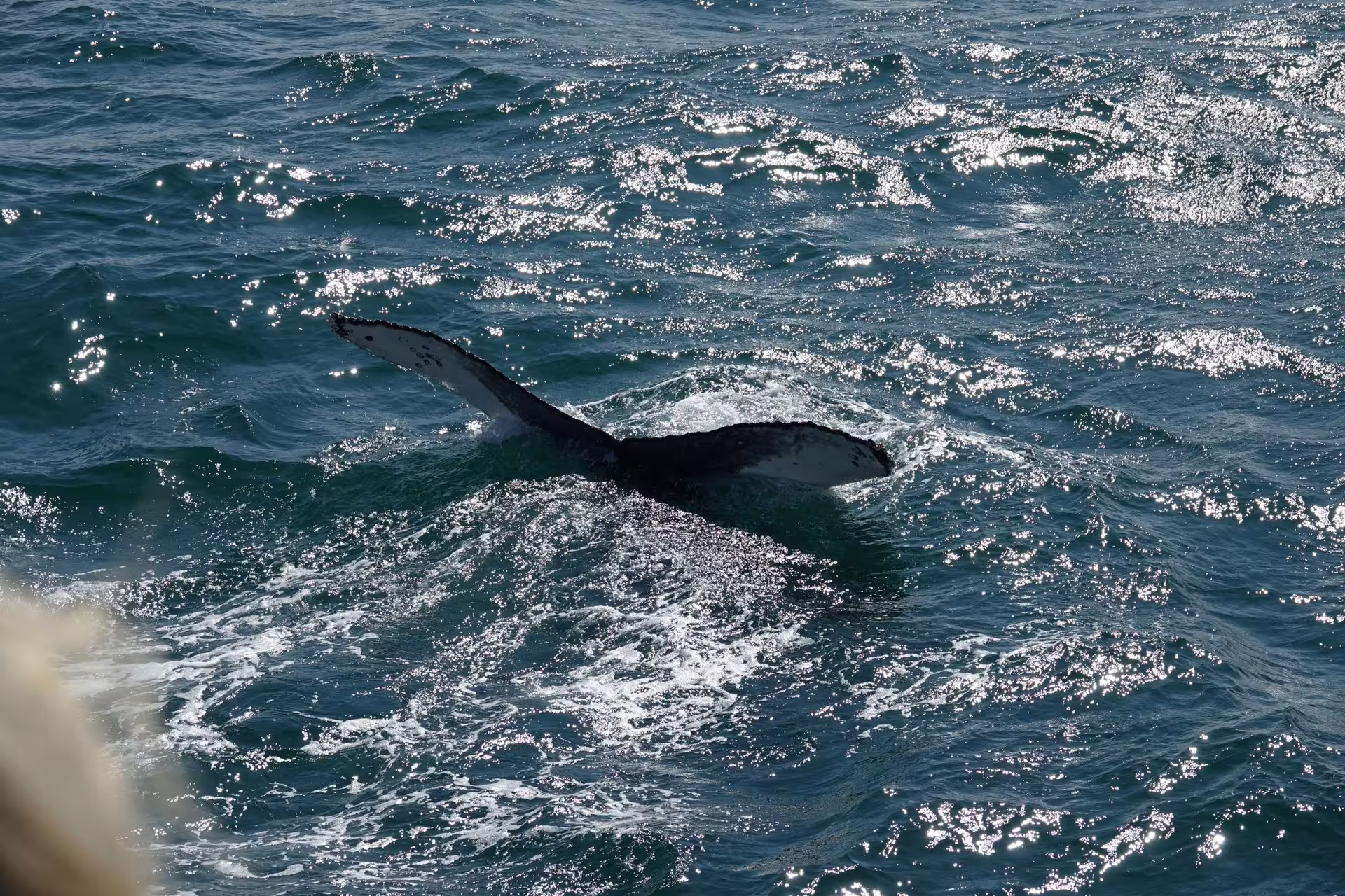 Humpback whale tail fin surfacing from choppy Atlantic Ocean waters near Reykjavik Iceland