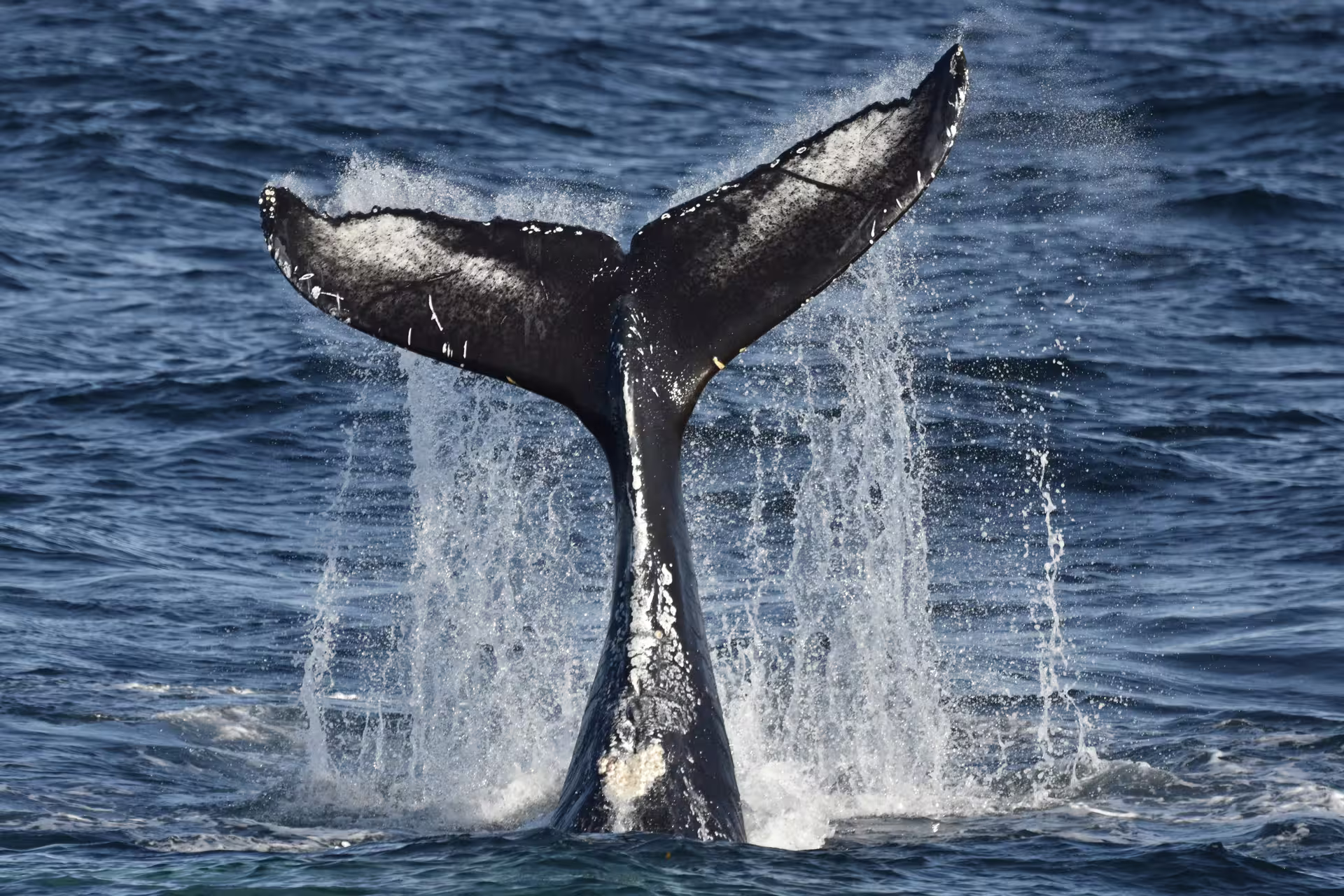 Humpback whale tail fluking above the ocean surface during a whale watching tour in Reykjavik