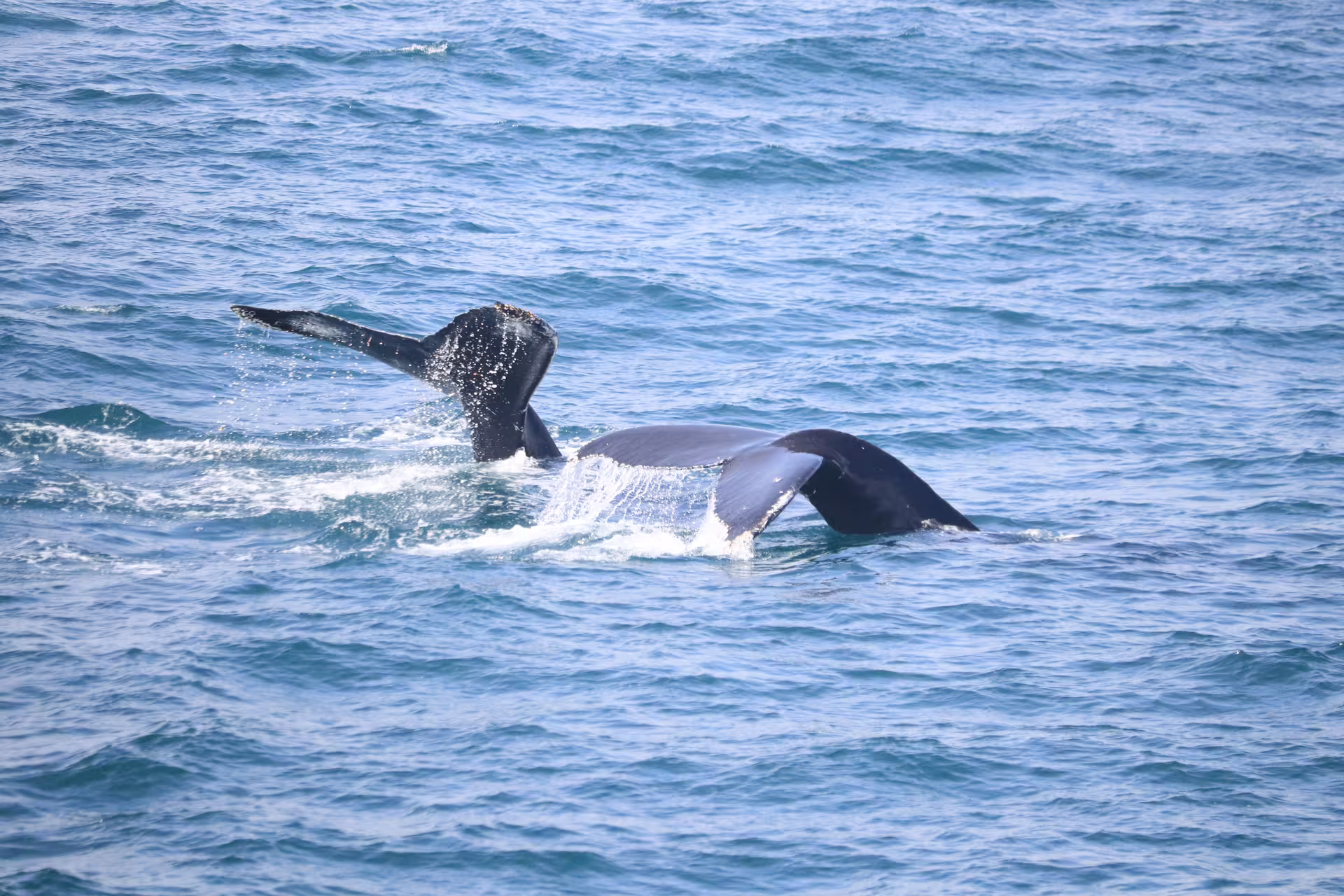 Two humpback whale tails fluking above the ocean surface in Faxafloi Bay near Reykjavik