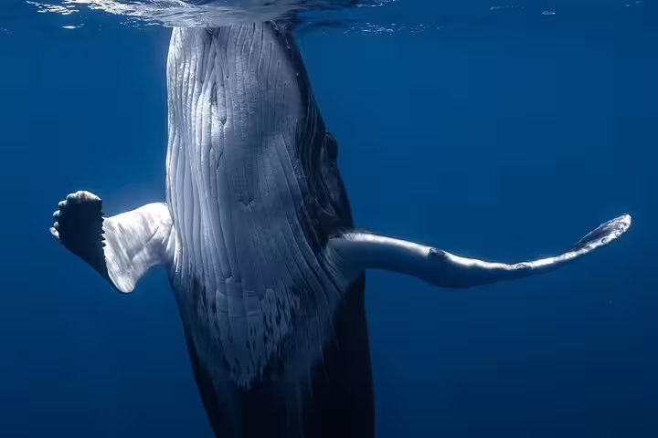 Underwater view of a humpback whale swimming vertically in blue ocean waters near Moorea
