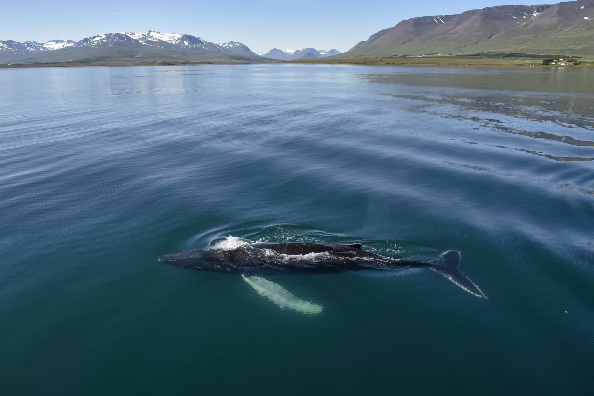 Humpback whale swimming near the surface in calm fjord waters with snow-capped mountains in Akureyri, Iceland