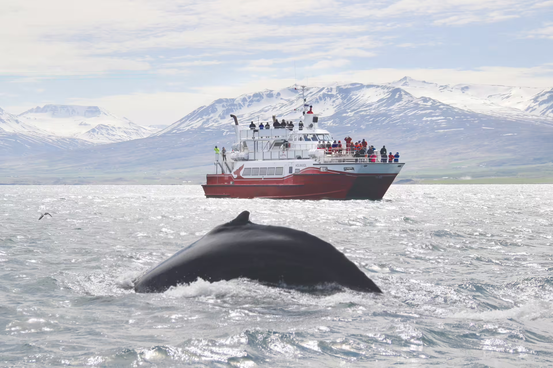 Humpback whale surfacing near red whale watching boat in Eyjafjordur Fjord with snowy mountains behind