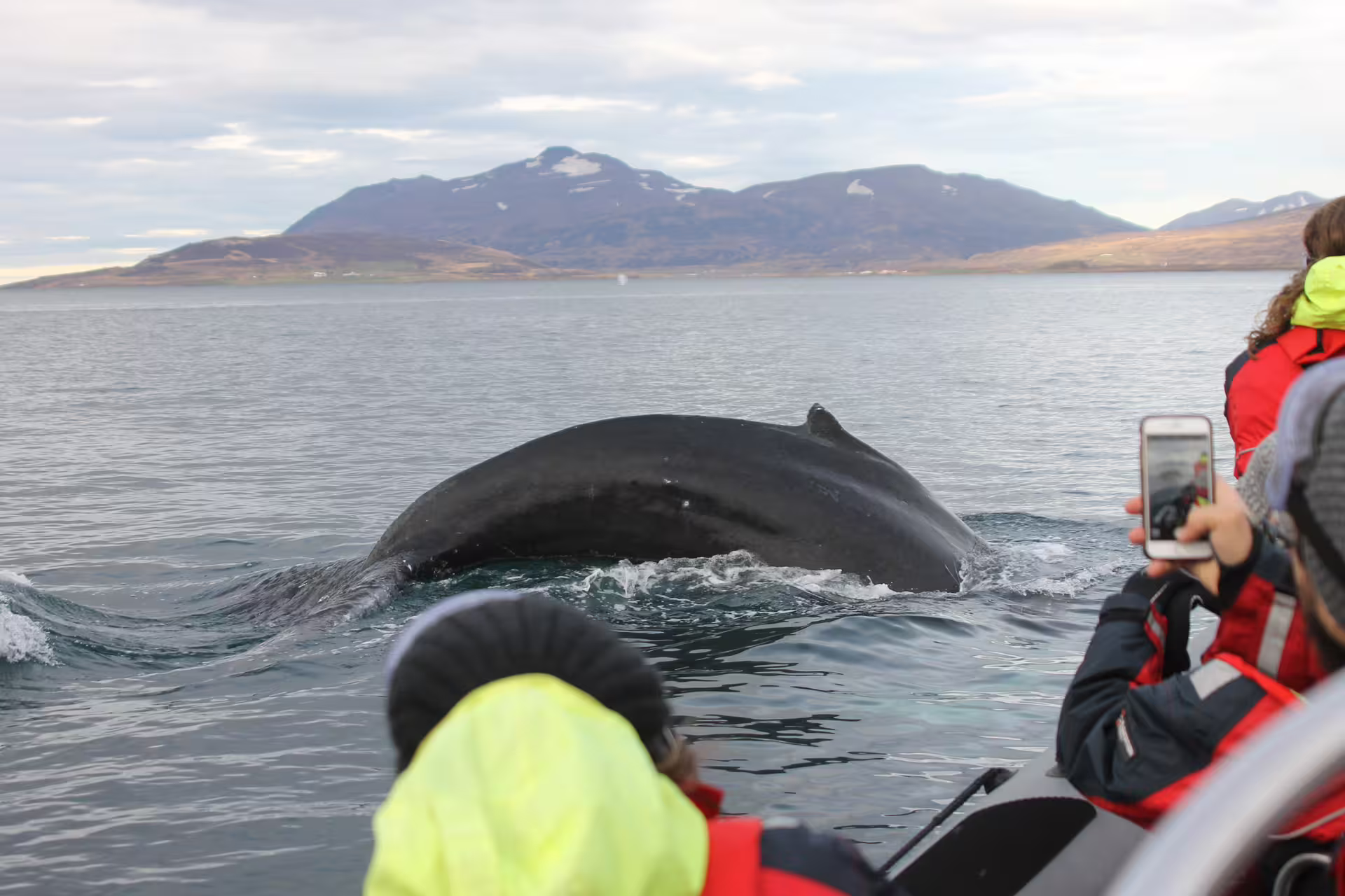 Humpback whale surfacing beside whale watching boat in Akureyri fjord with mountains in background
