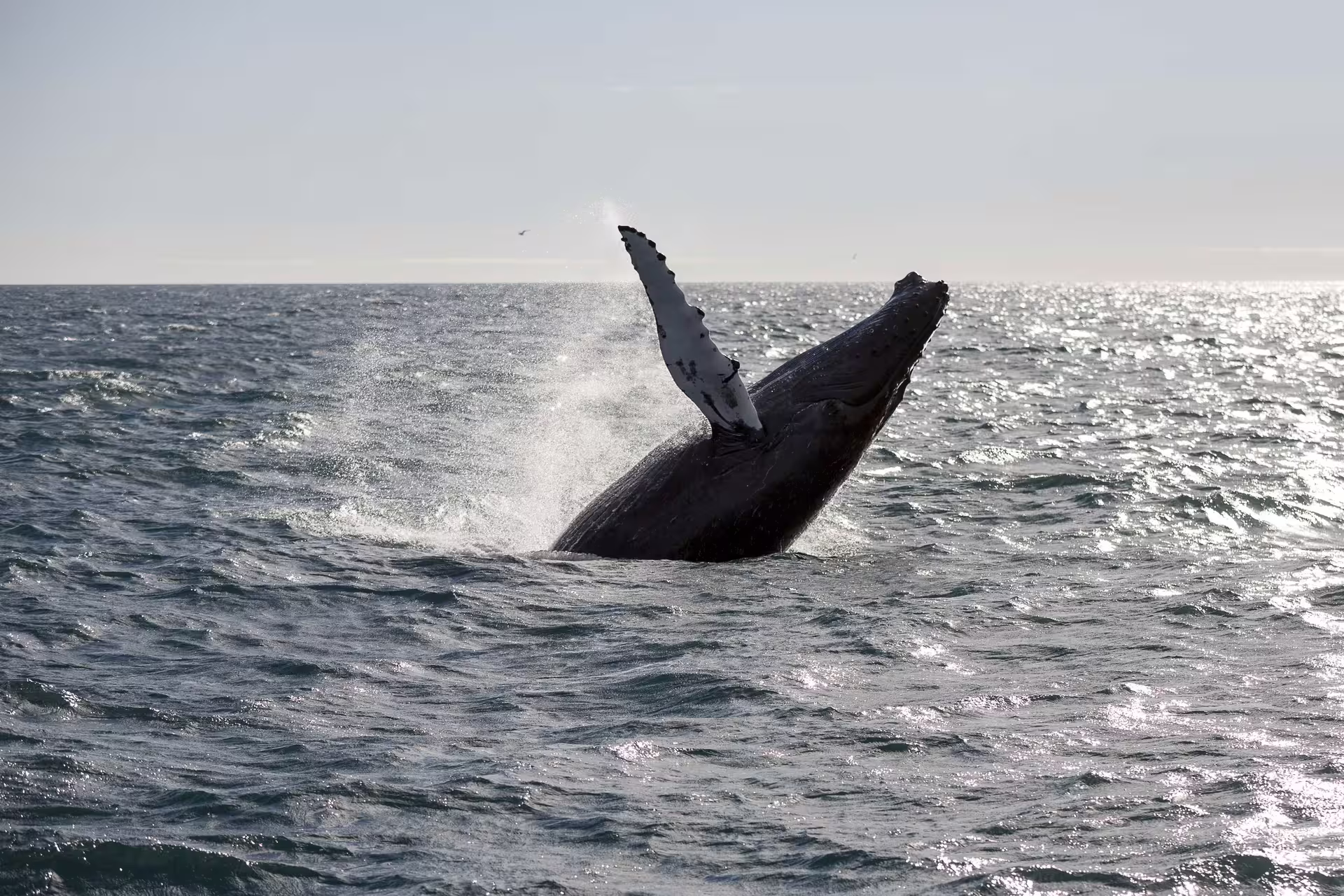 Happy humpback in one of our tours! This is such an amazing sight!