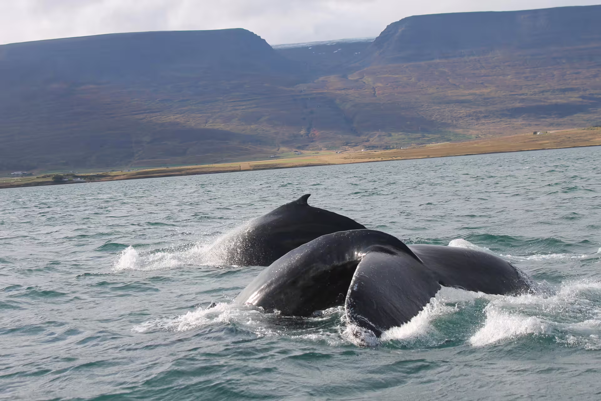 Two humpback whales diving near Akureyri with Icelandic fjord mountains in background