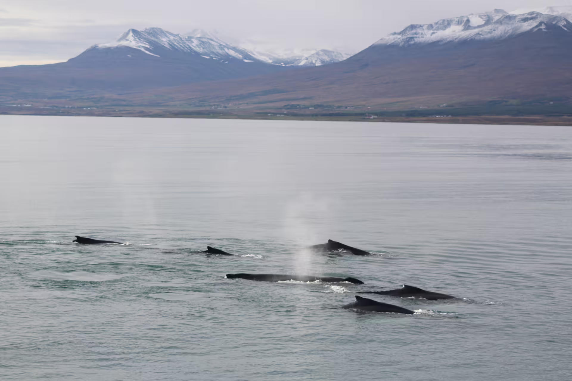 Pod of humpback whales surfacing in Eyjafjordur Fjord with snow-capped mountains in background
