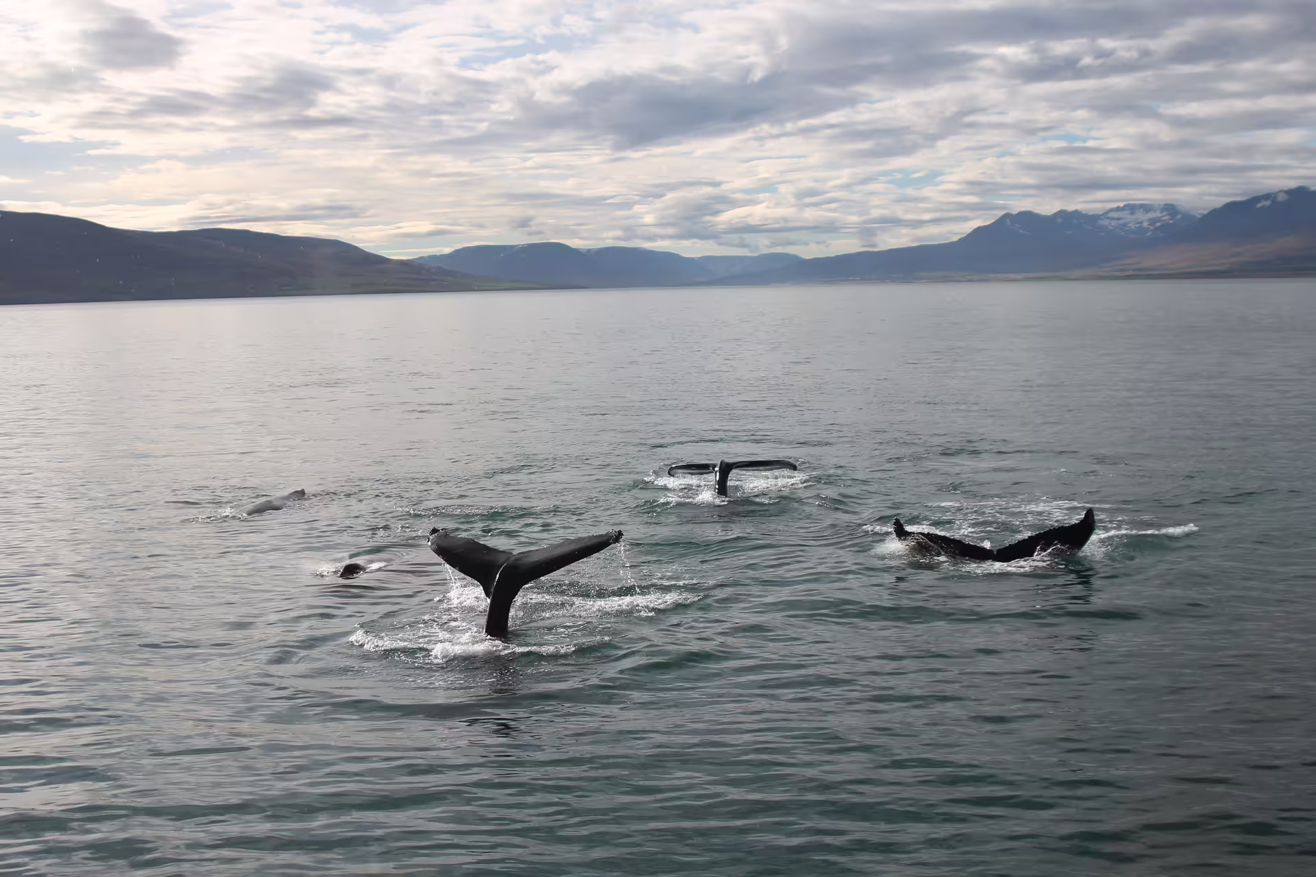 Multiple humpback whale tails fluking above water in Eyjafjordur Fjord near Akureyri, Iceland