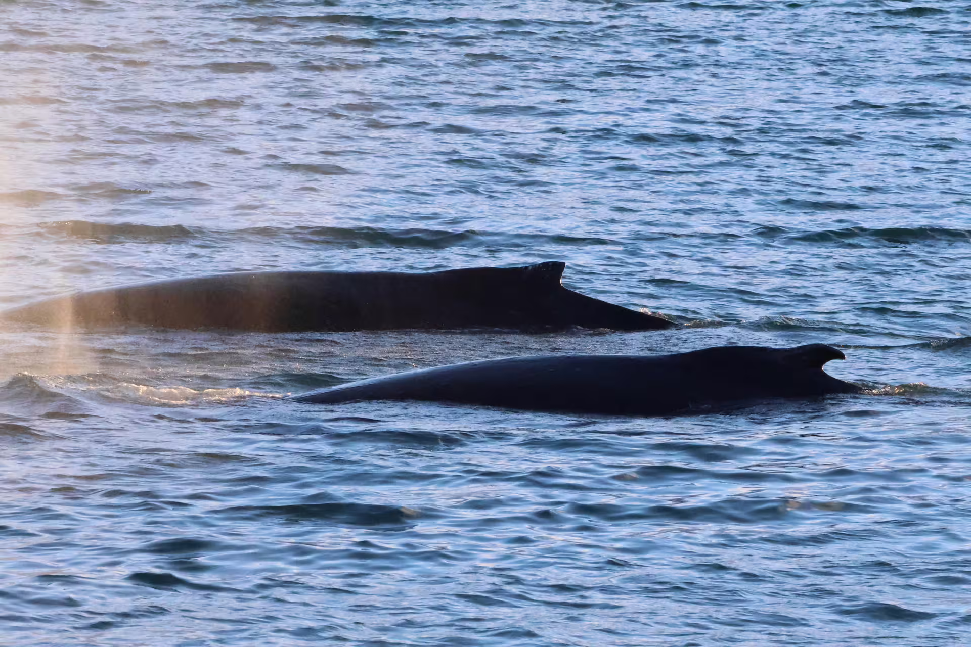 Two humpback whales surfacing in calm Icelandic waters near Akureyri during a whale watching tour