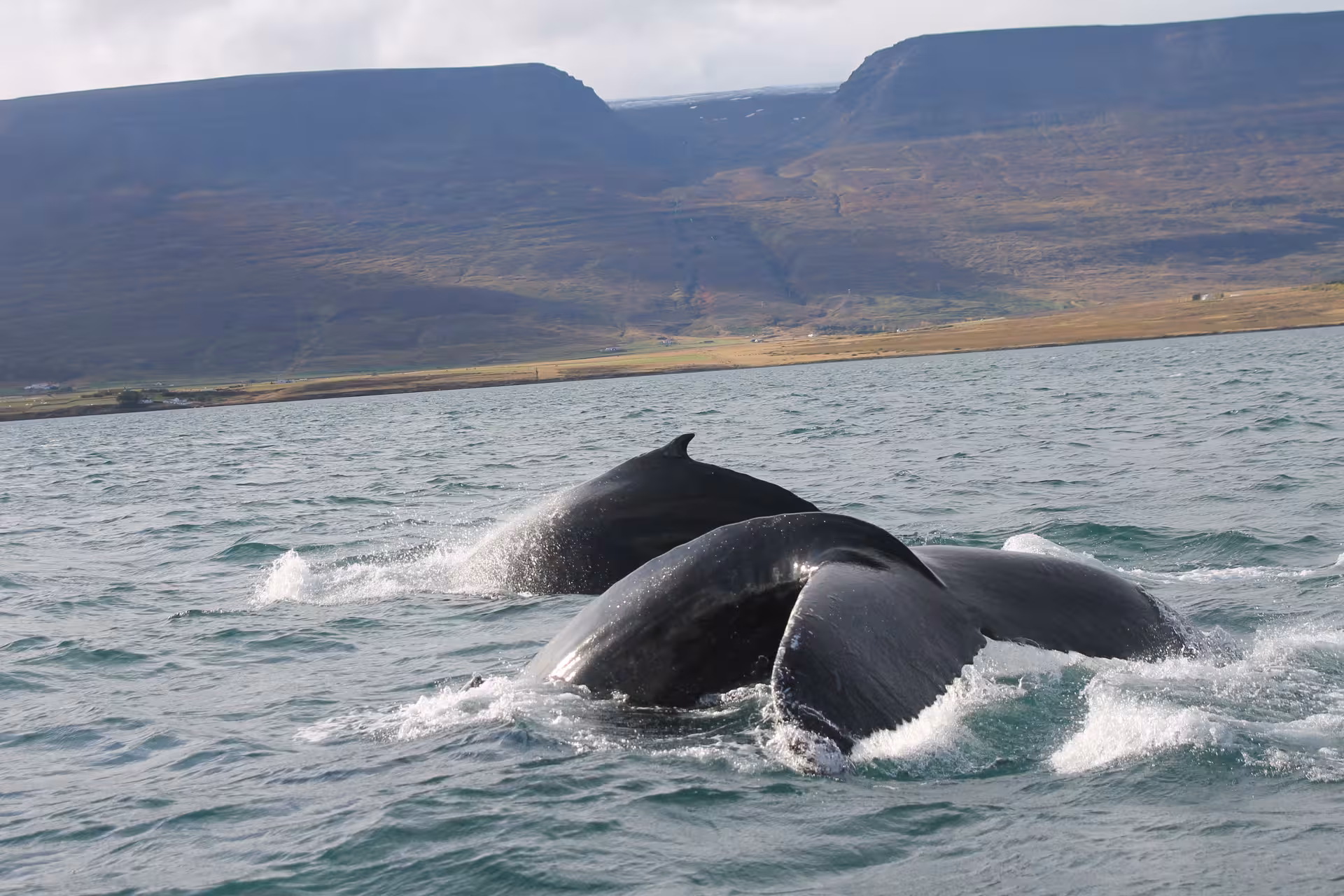 Two humpback whales surfacing in Icelandic waters with dramatic coastal cliffs in the background