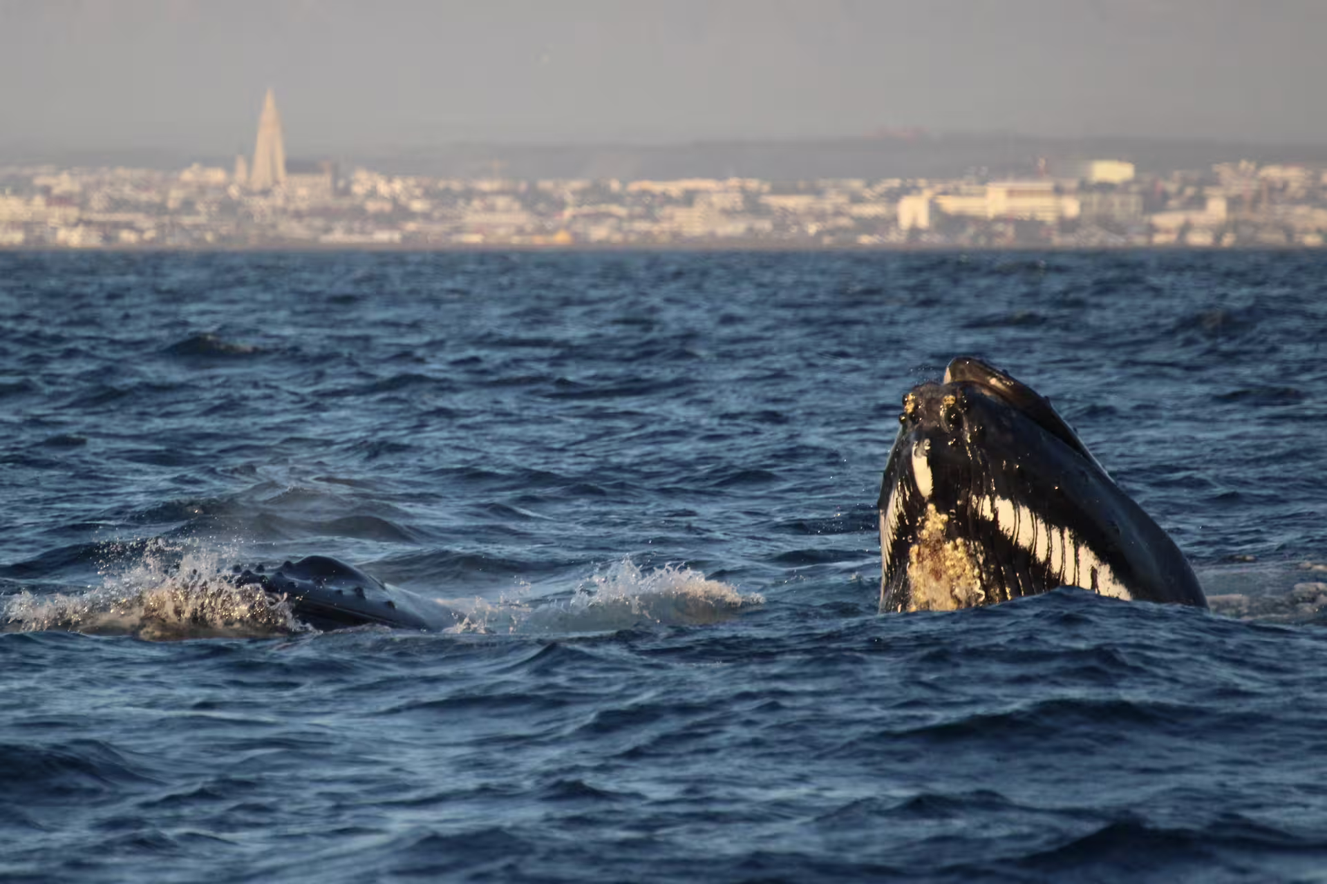 Humpback whales surfacing near Reykjavik coastline with Hallgrímskirkja church visible in background