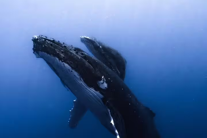 Two humpback whales swimming together underwater in deep blue ocean in Moorea
